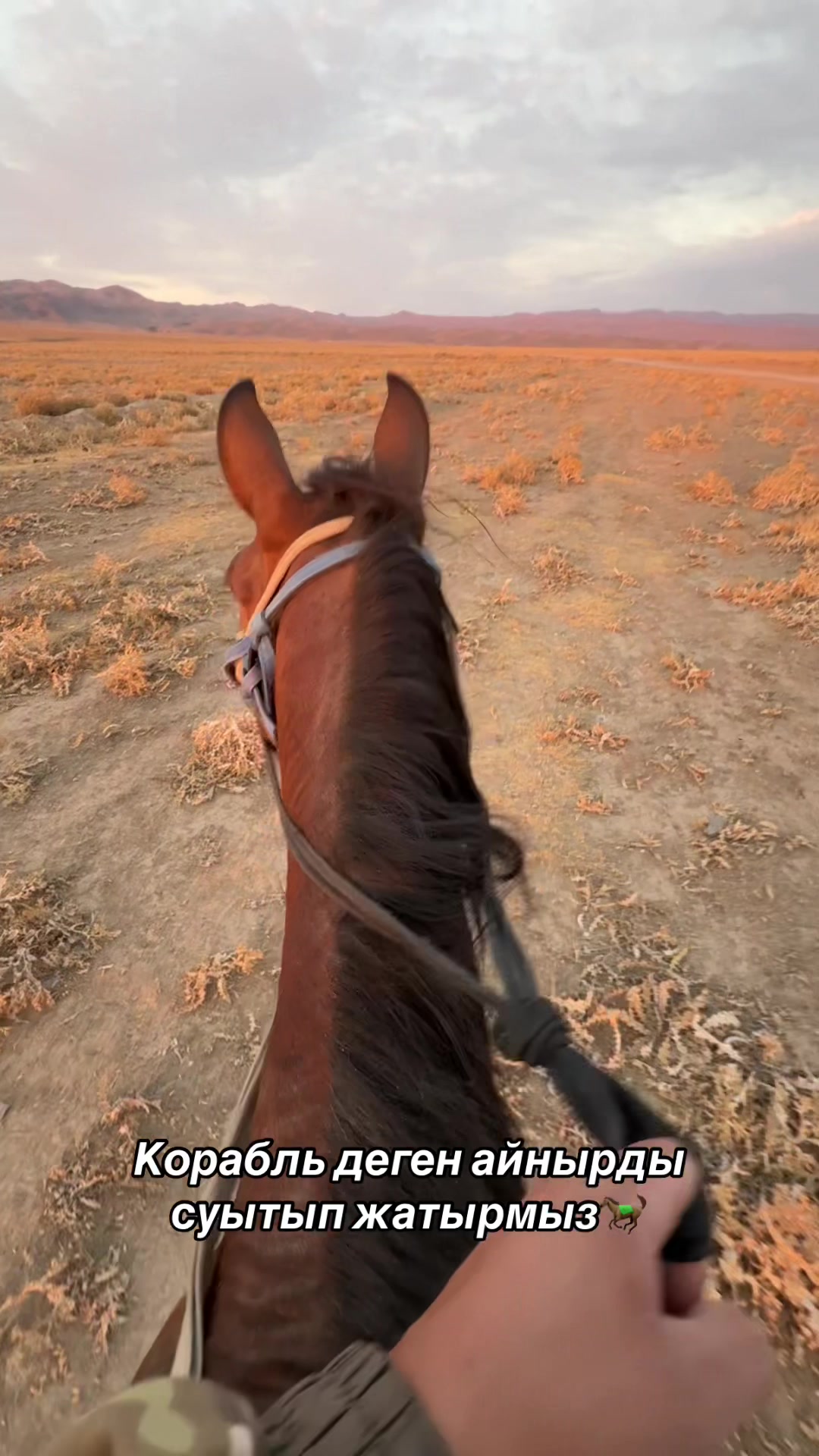 @Konnaya_progulka_taraz🐎