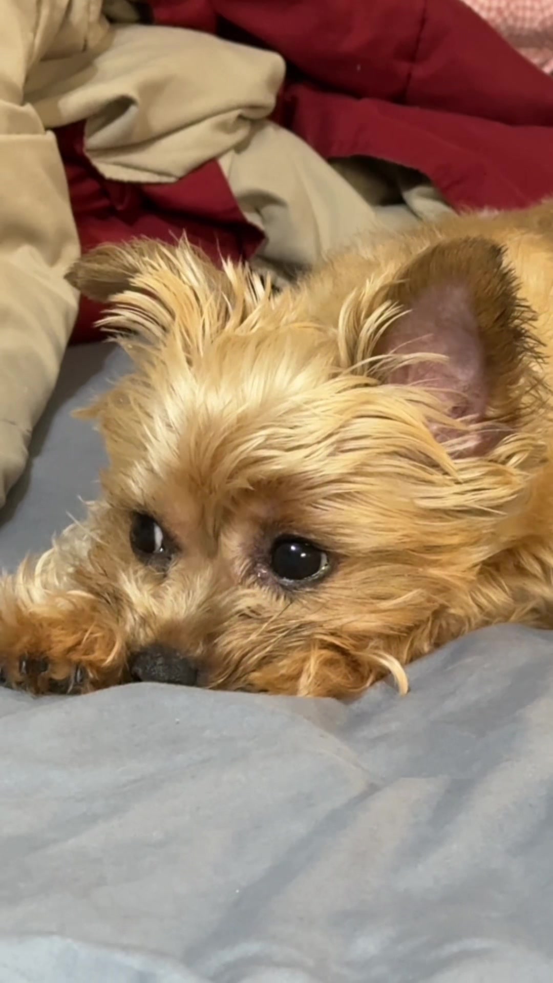 @mili_la_yorki