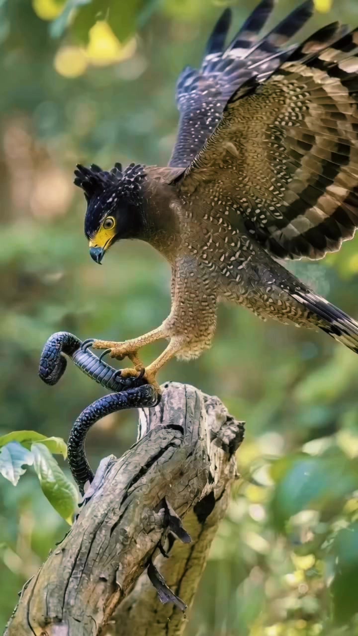 @Birds Animals In the world