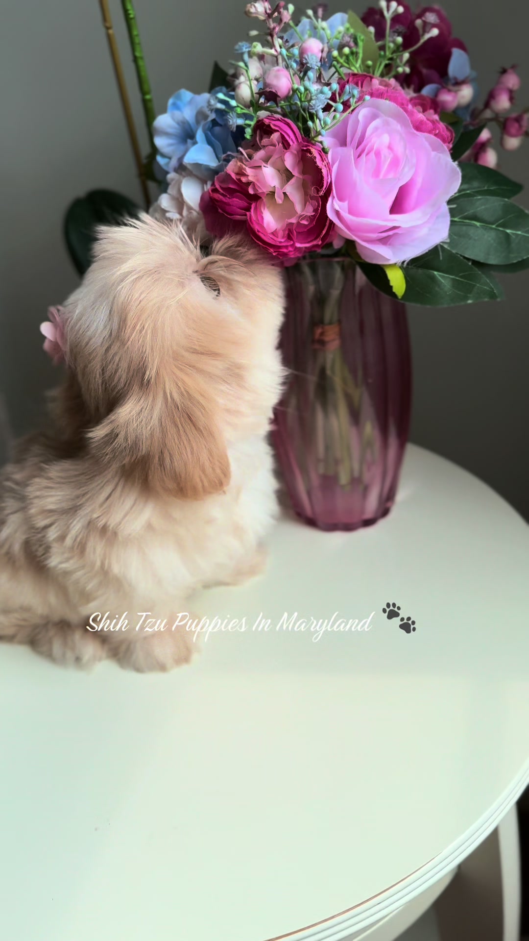 @Shih Tzu Puppies in Maryland