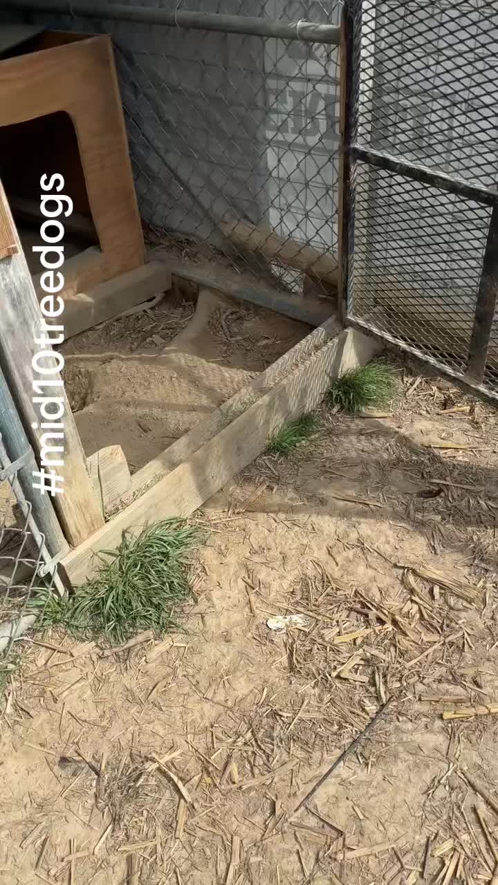 @mid10treedogs