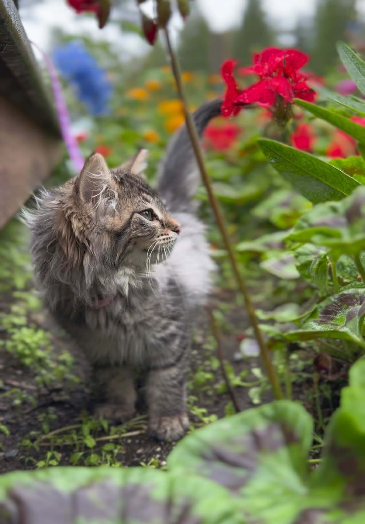 @Anchorage Animal Care Control