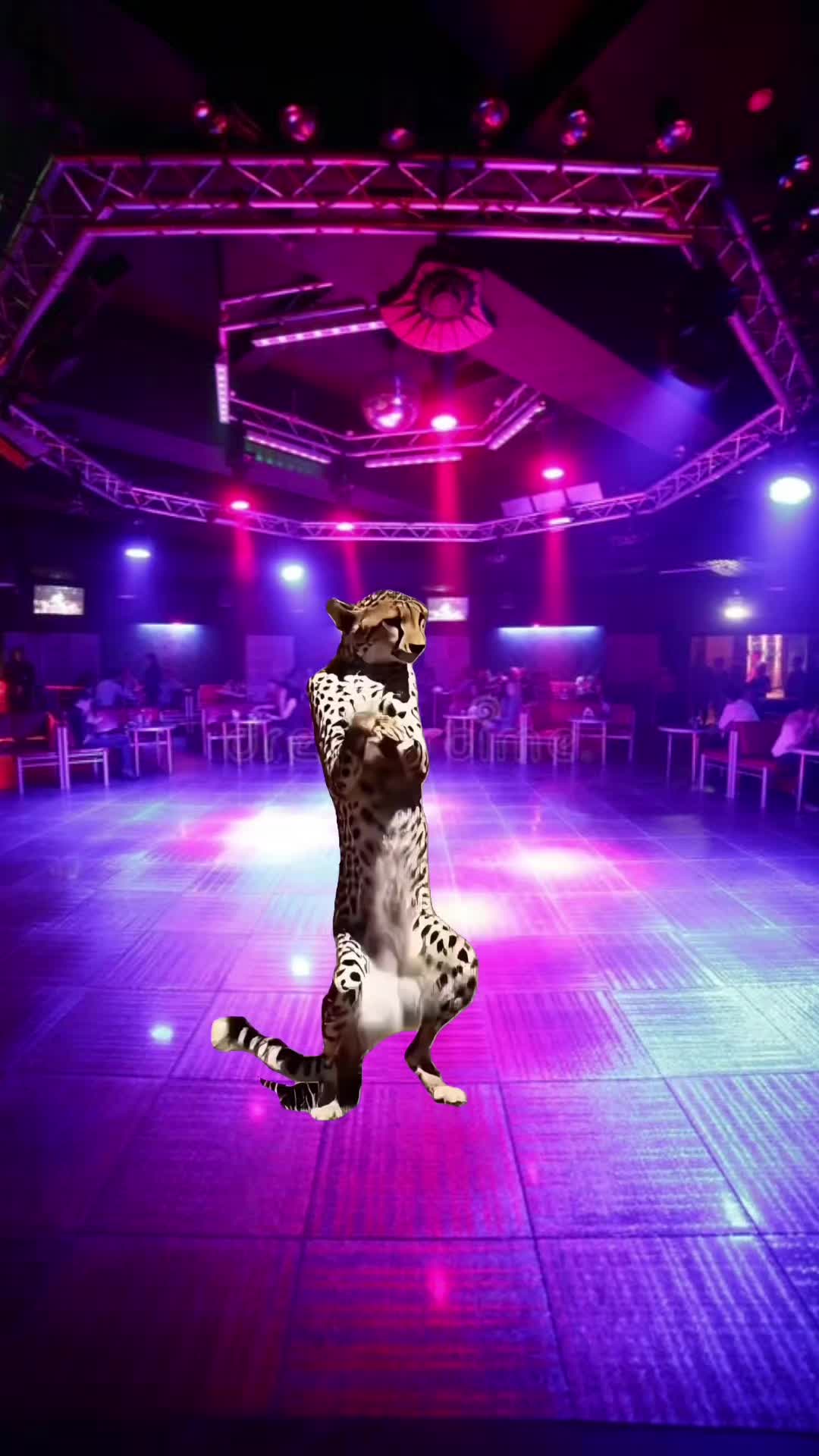 @Mambo