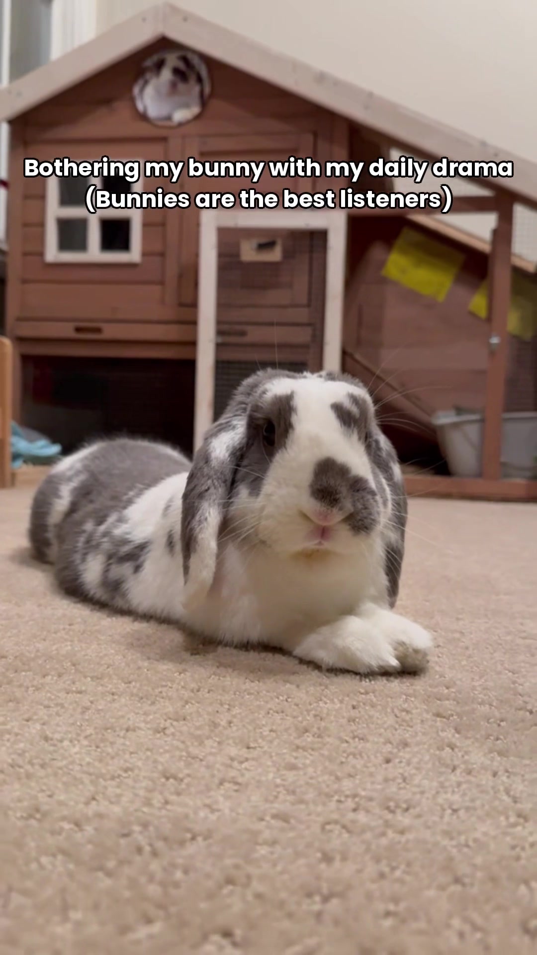 @Bini the Bunny