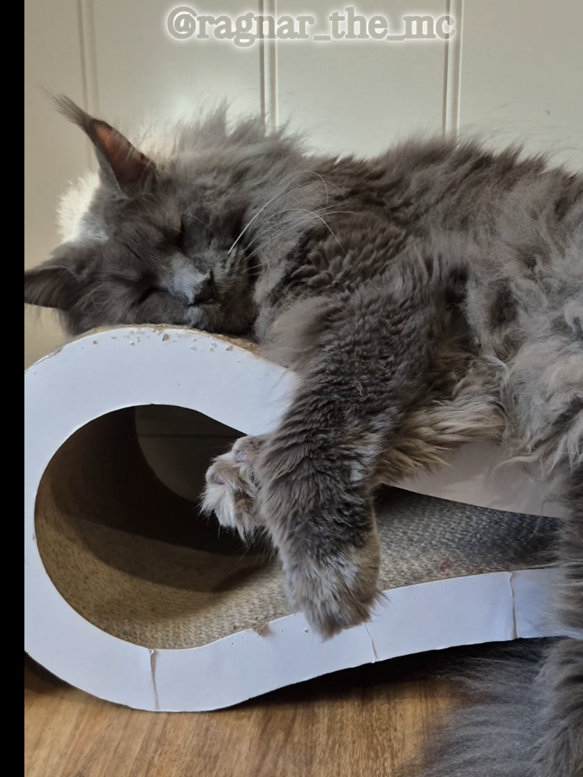 @Ragnar the Maine Coon 🐈