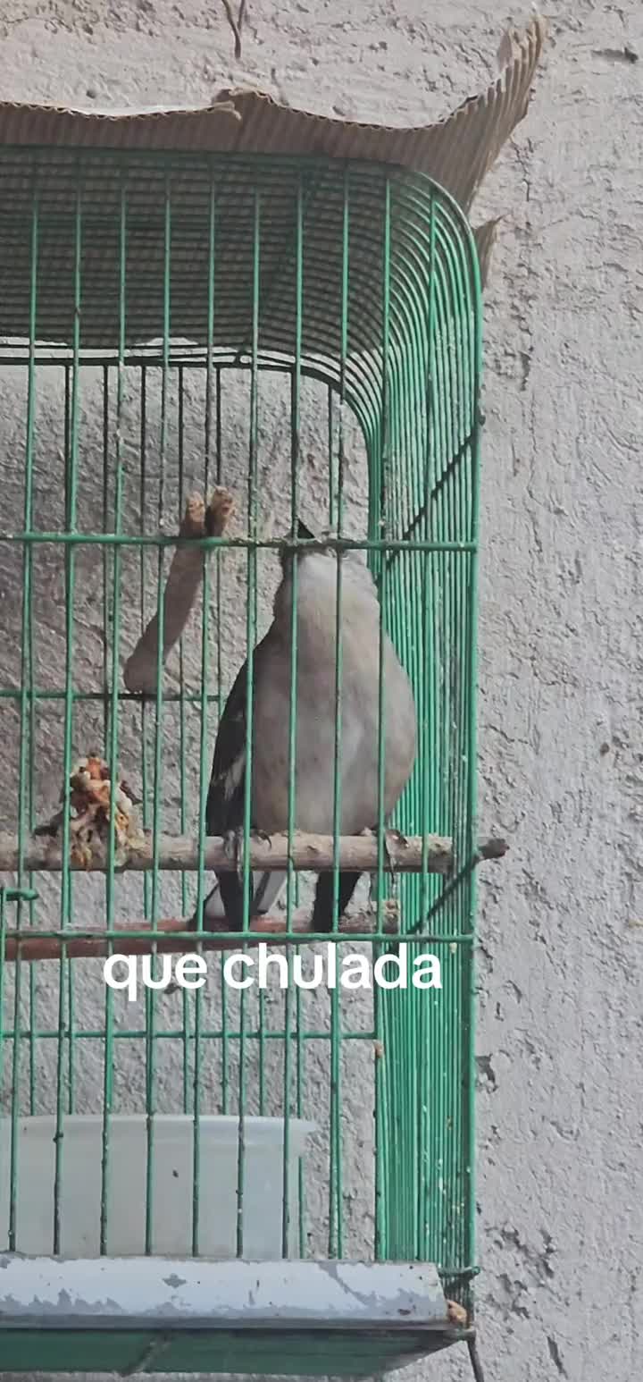 @memohuerta