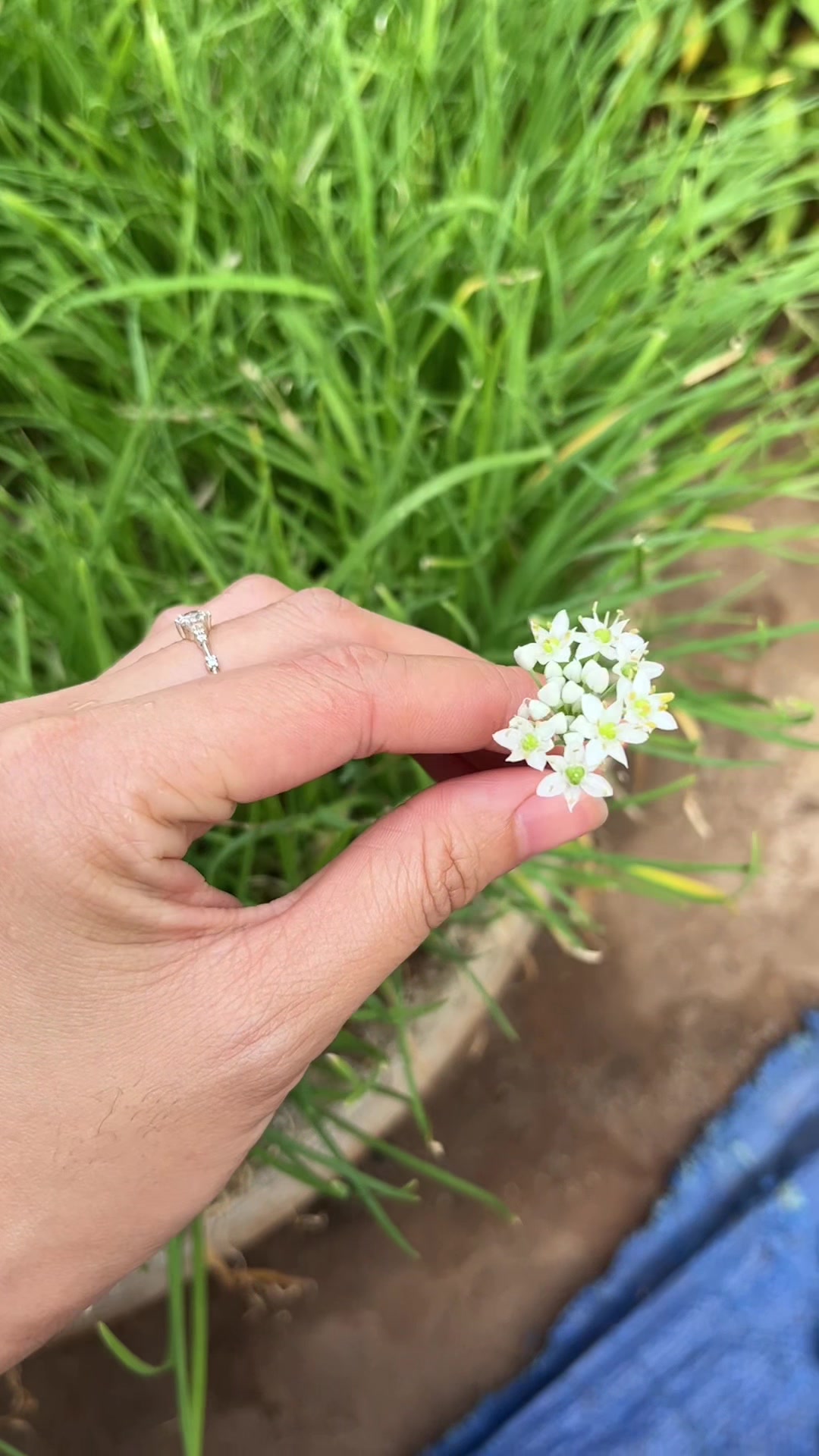 @ThaoJi