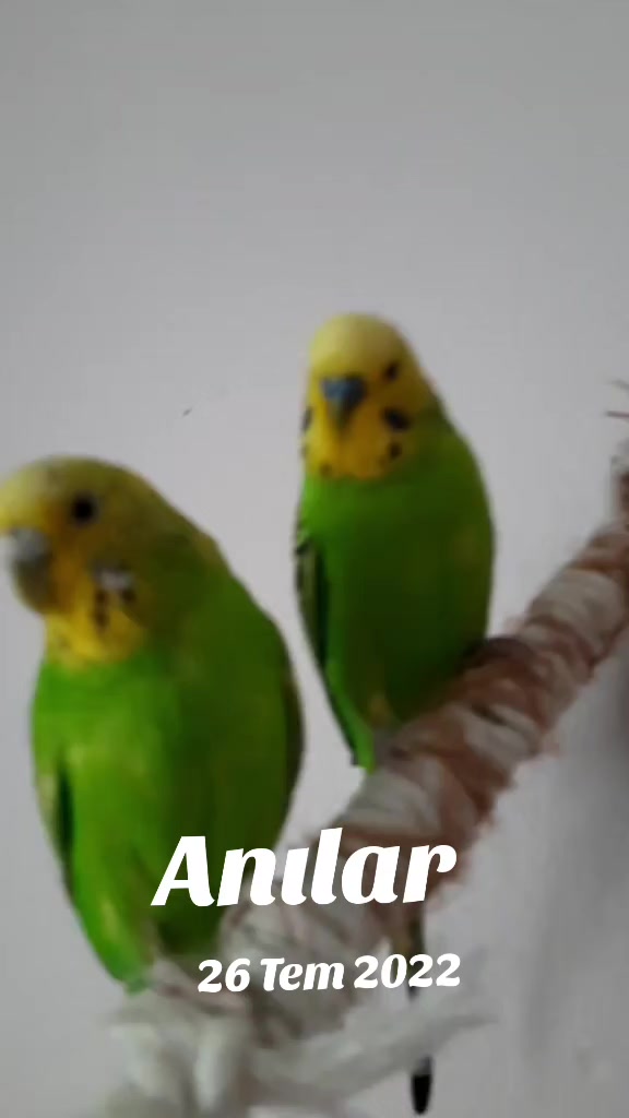 @nur şimşek