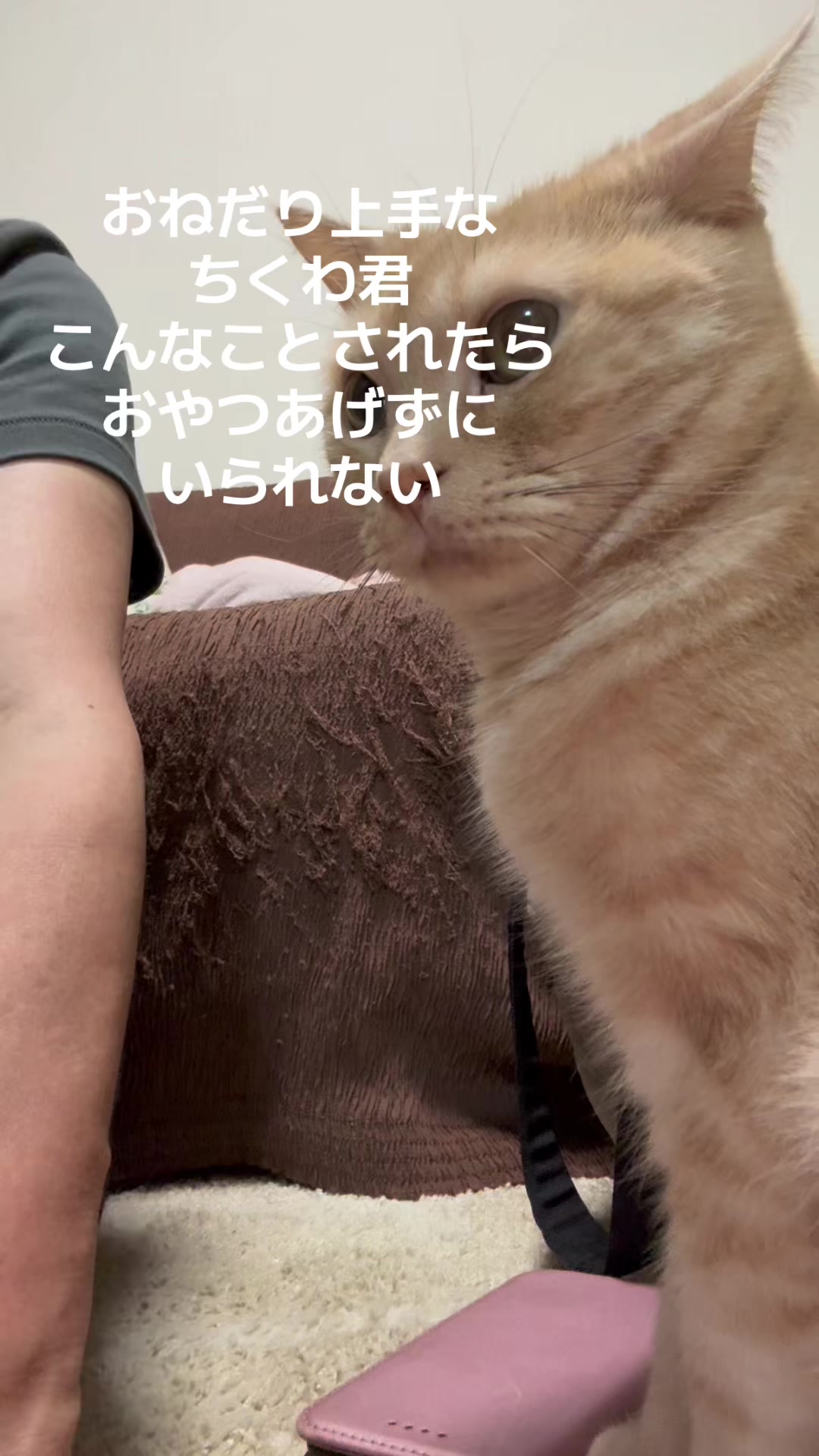 @nekotikwa