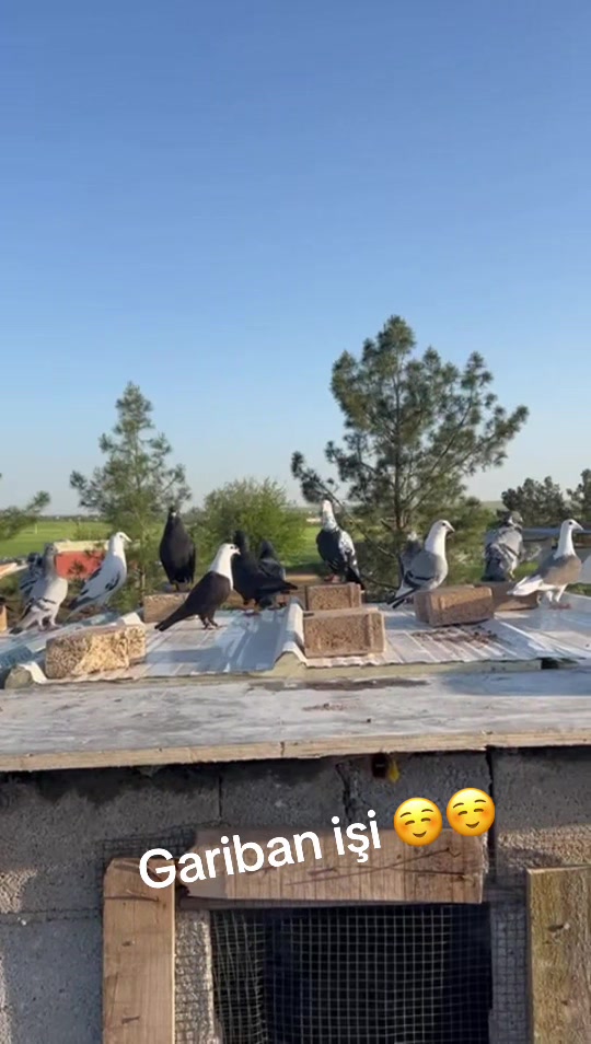 @Bakır badilli