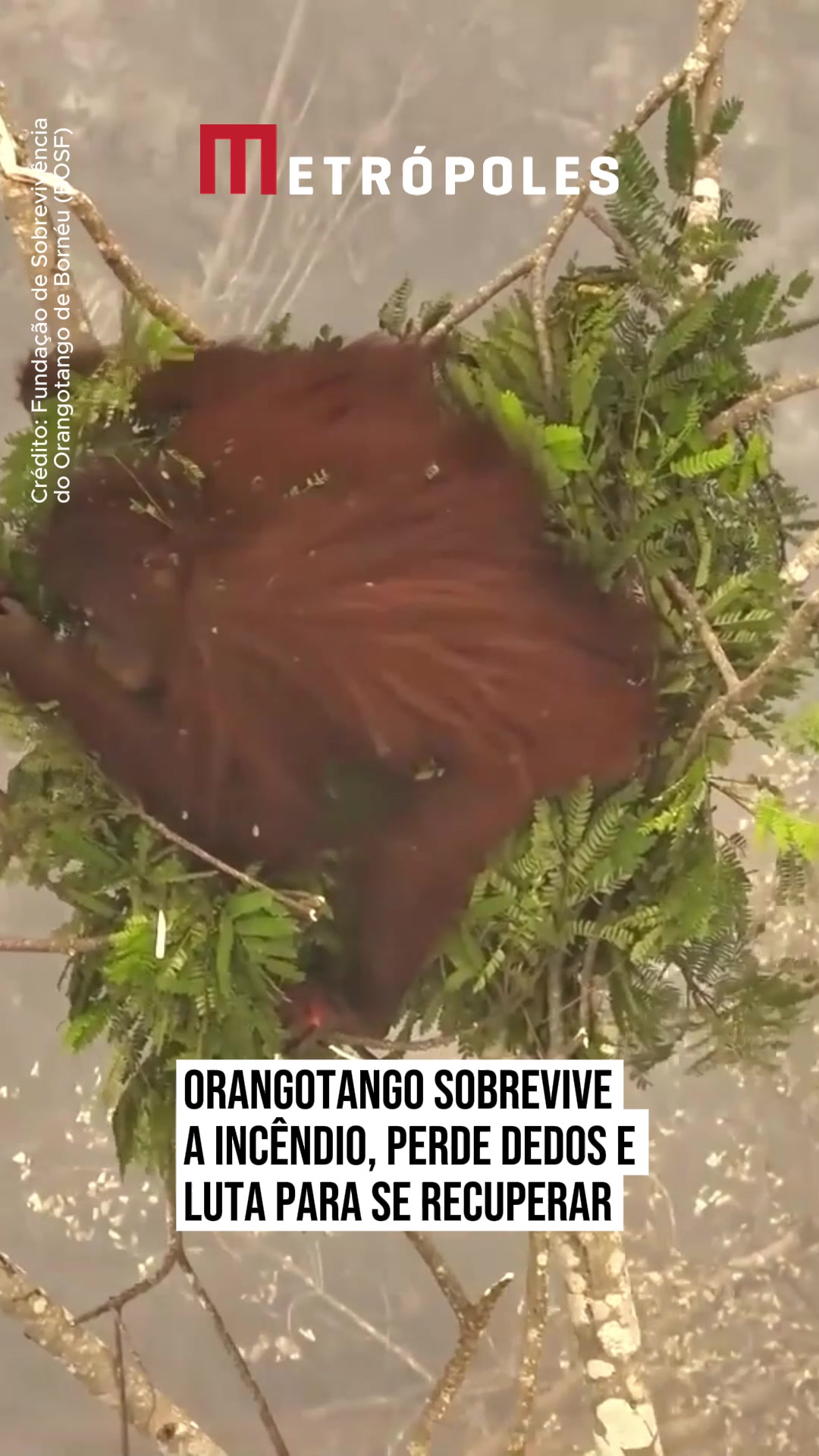 @Metrópoles Oficial