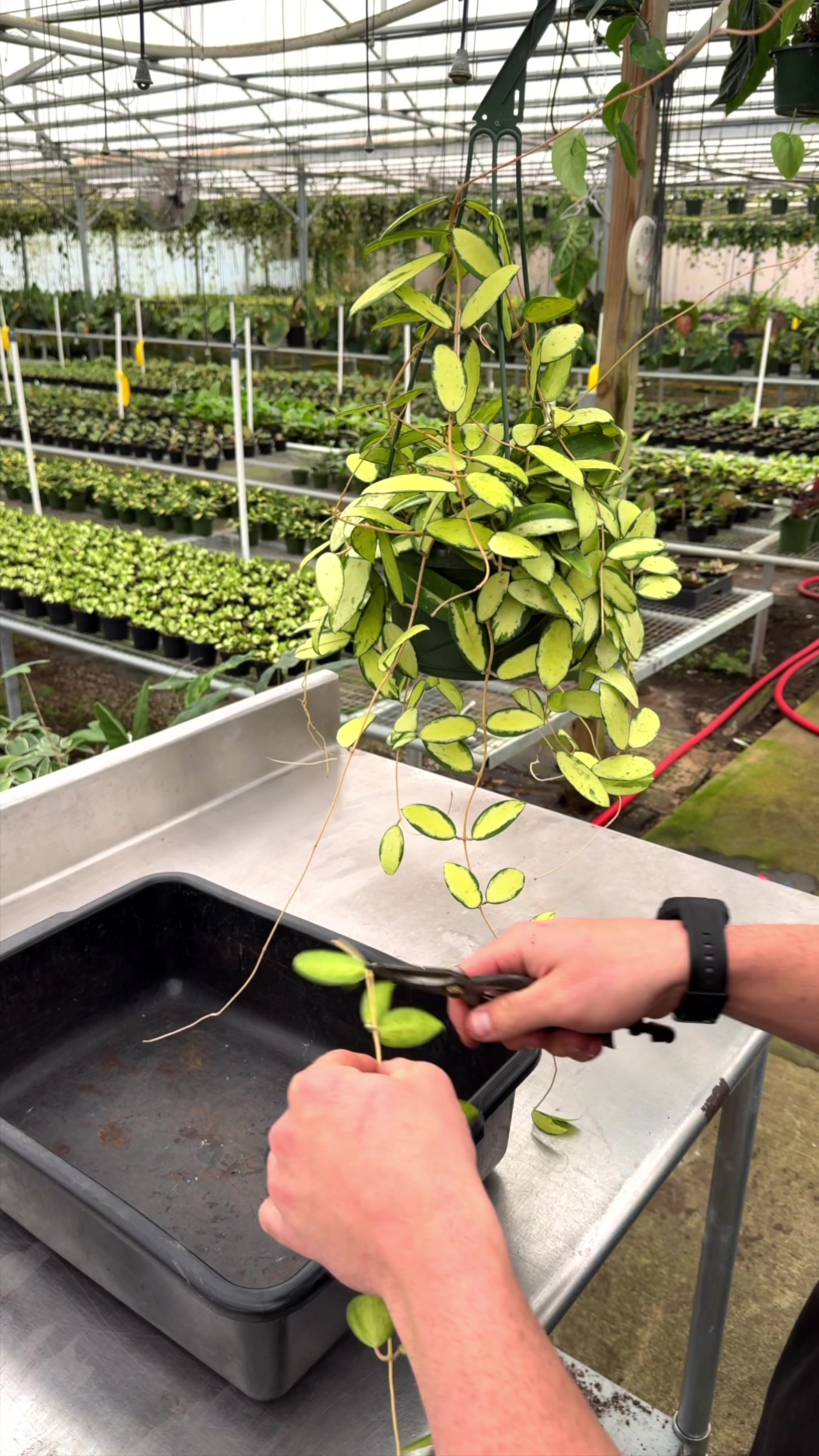 @BWH Plant Co