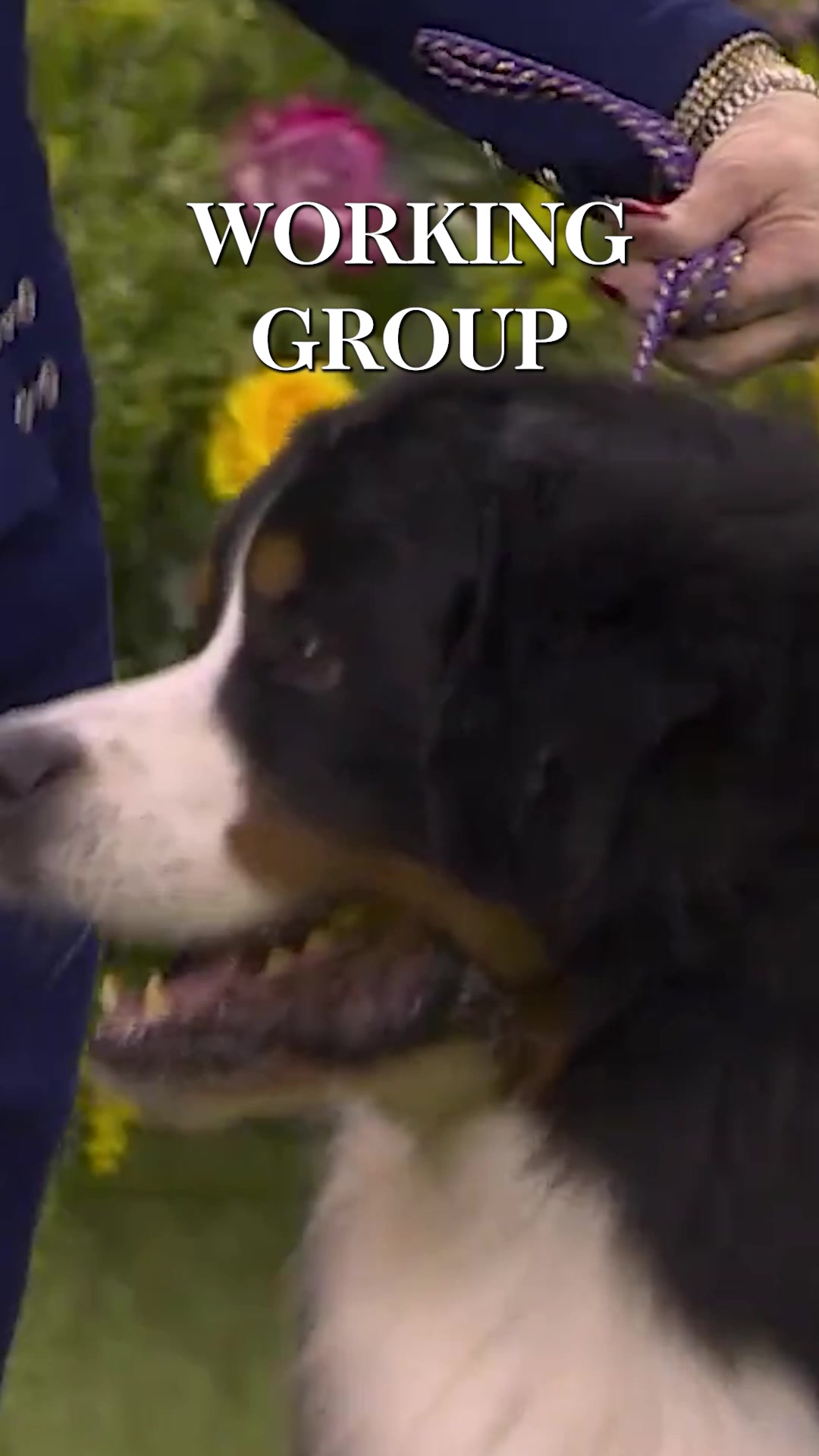 @Westminster Kennel Club