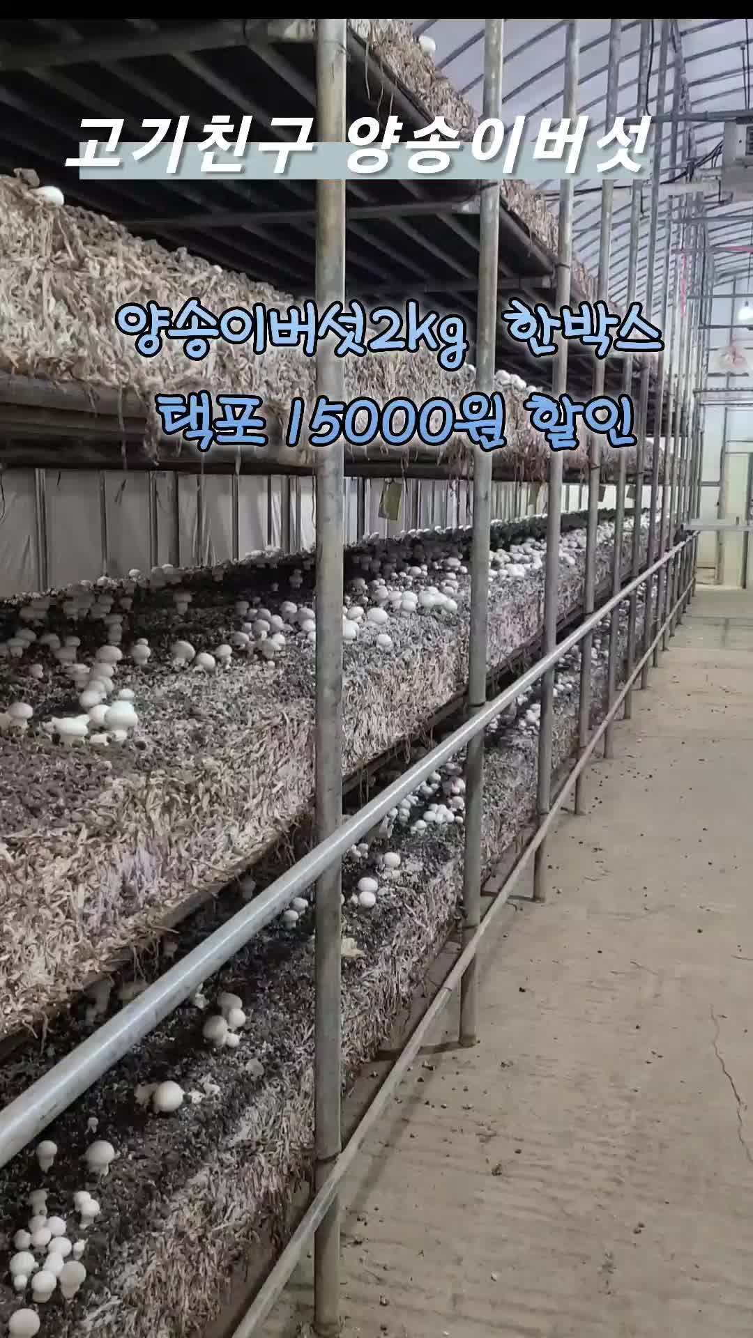 @시골콩콩이