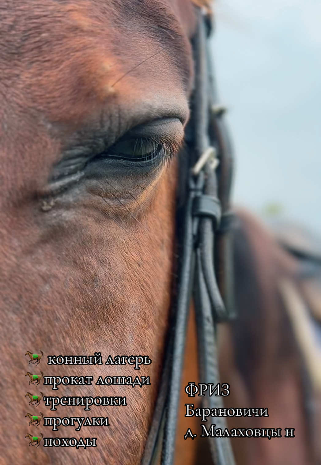 @КК "Фриз"🏇