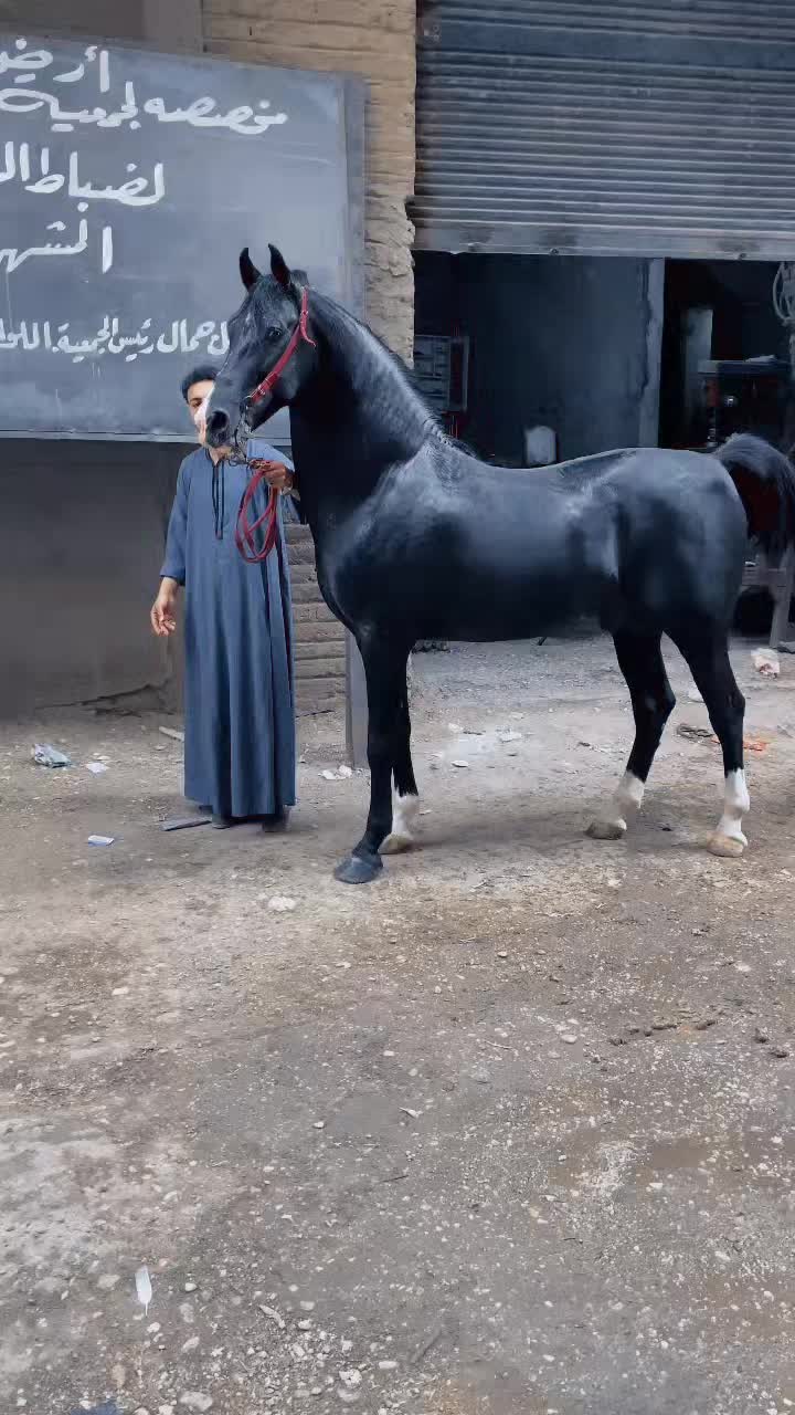 @ابو منازع🖤😎