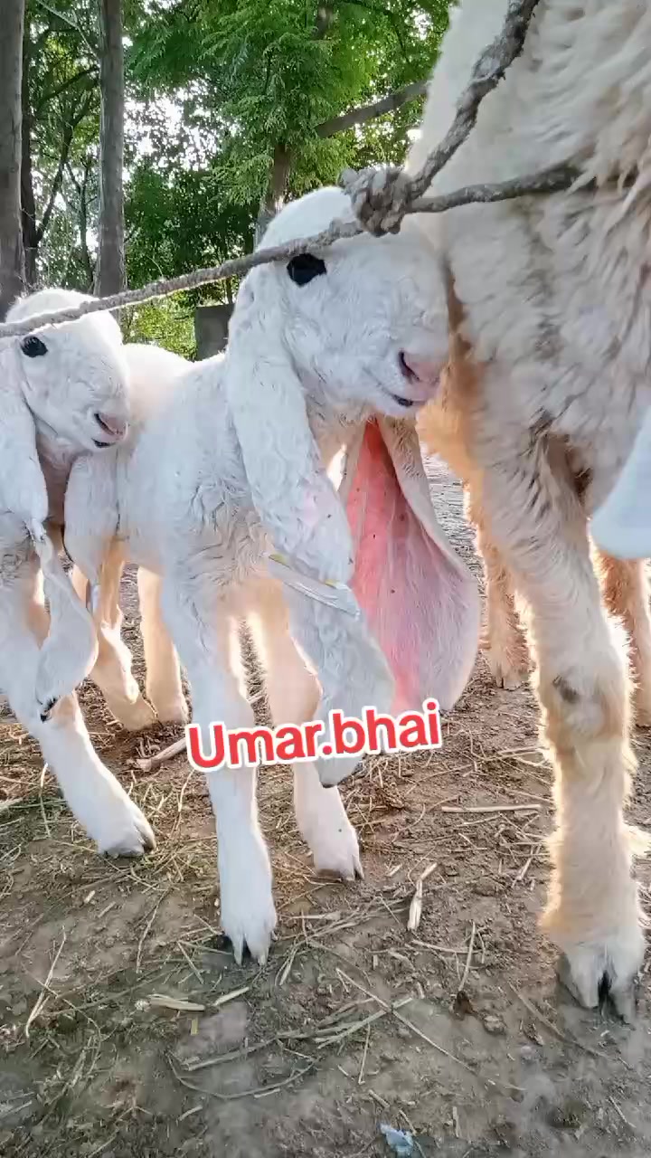 @Umar Farooq