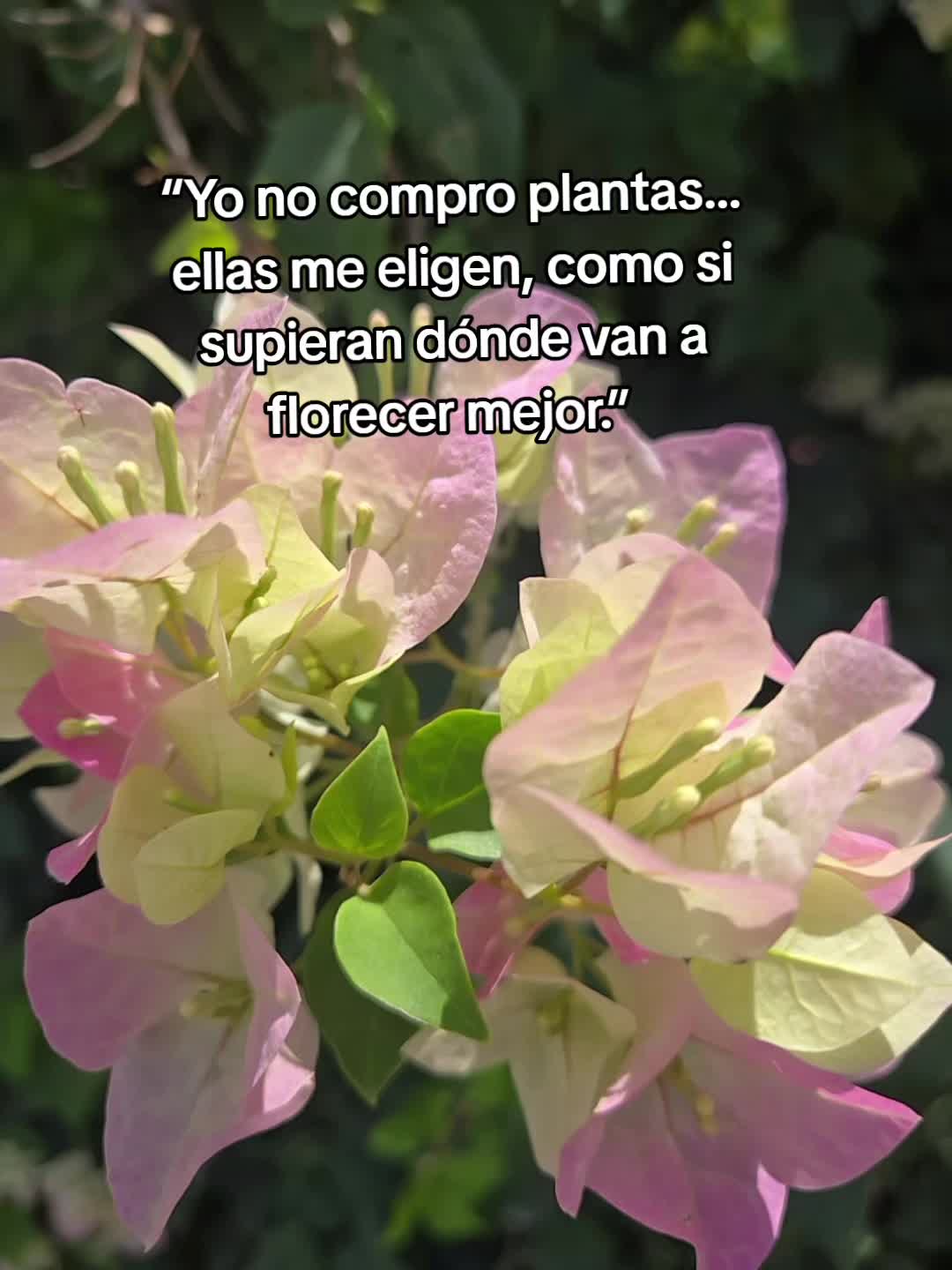 @Sueños de Mariposa 🦋