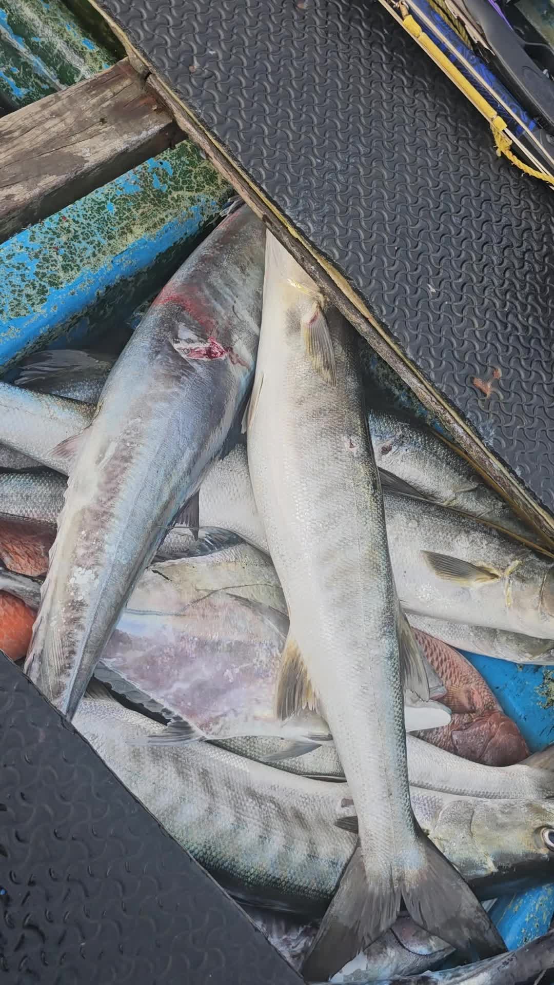 @Chasse Sous-Marine Bénin