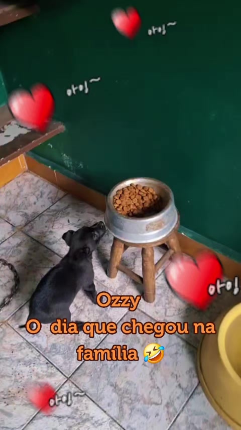 @MagdAmAnimais😾🐶🕊🐅🐍🐢🦜