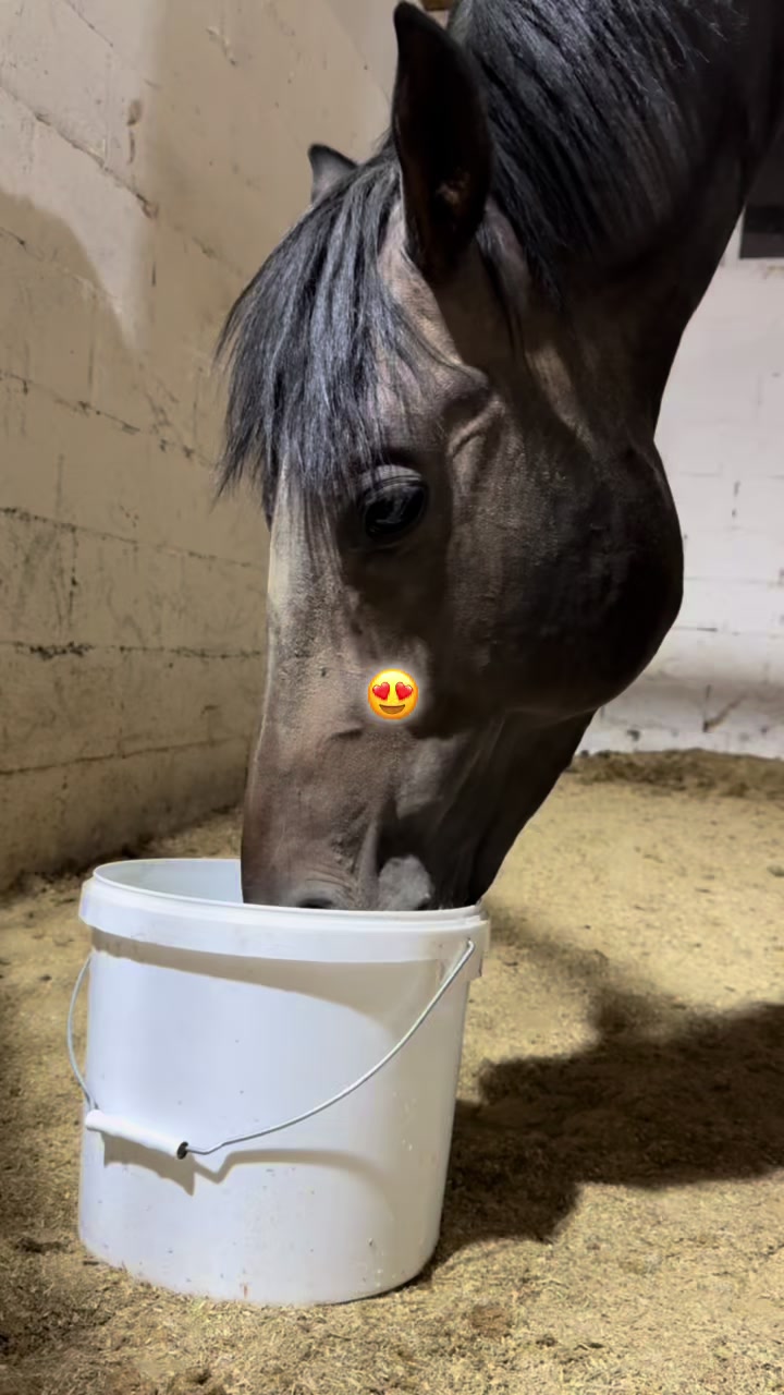 @🐎Ева🐎