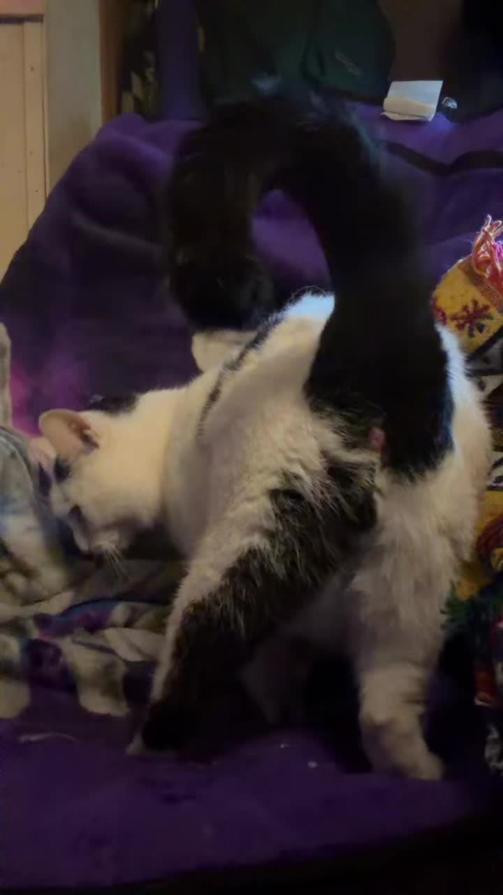 @meeowmeeow28