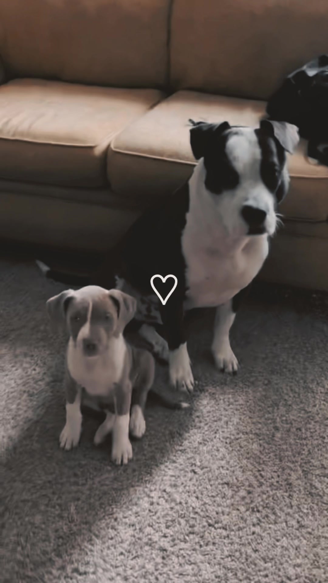 @Andy 🌷🐾