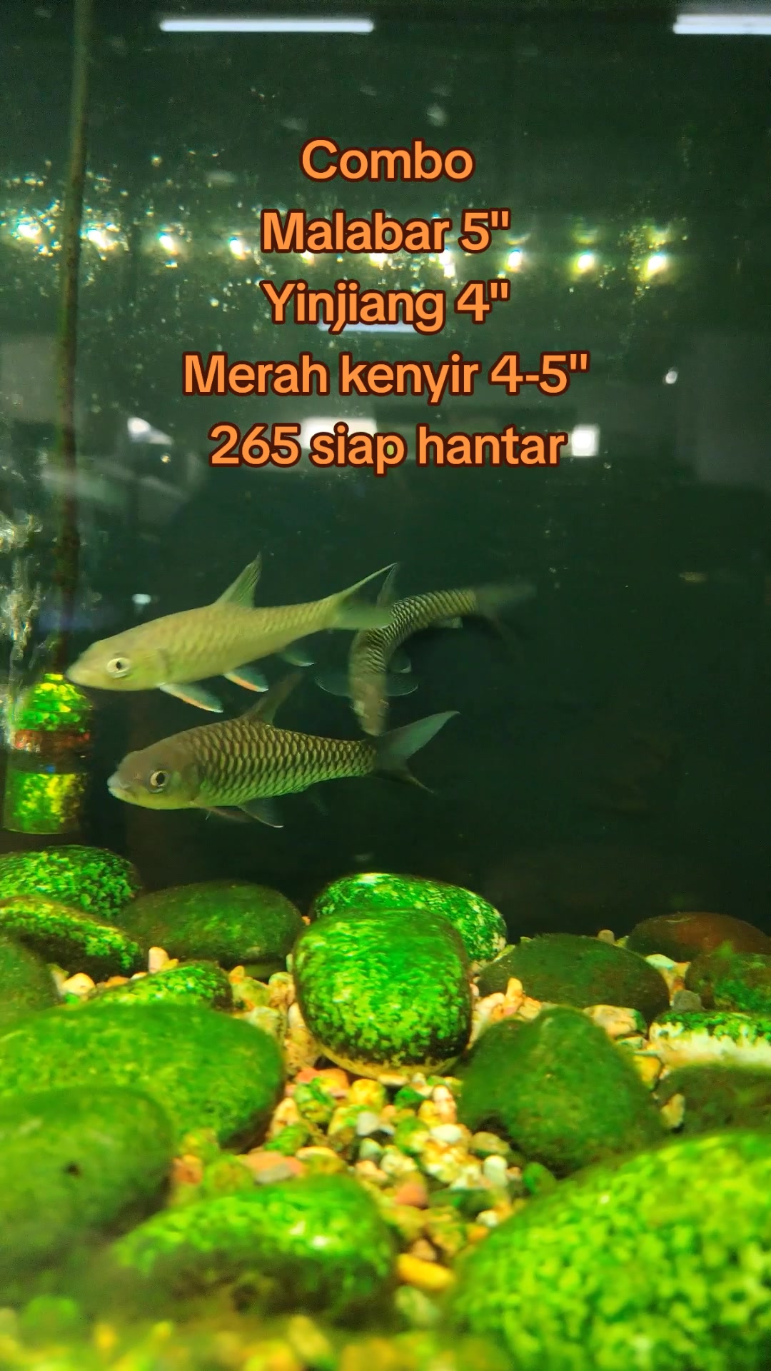 @Din_BB Aquatic