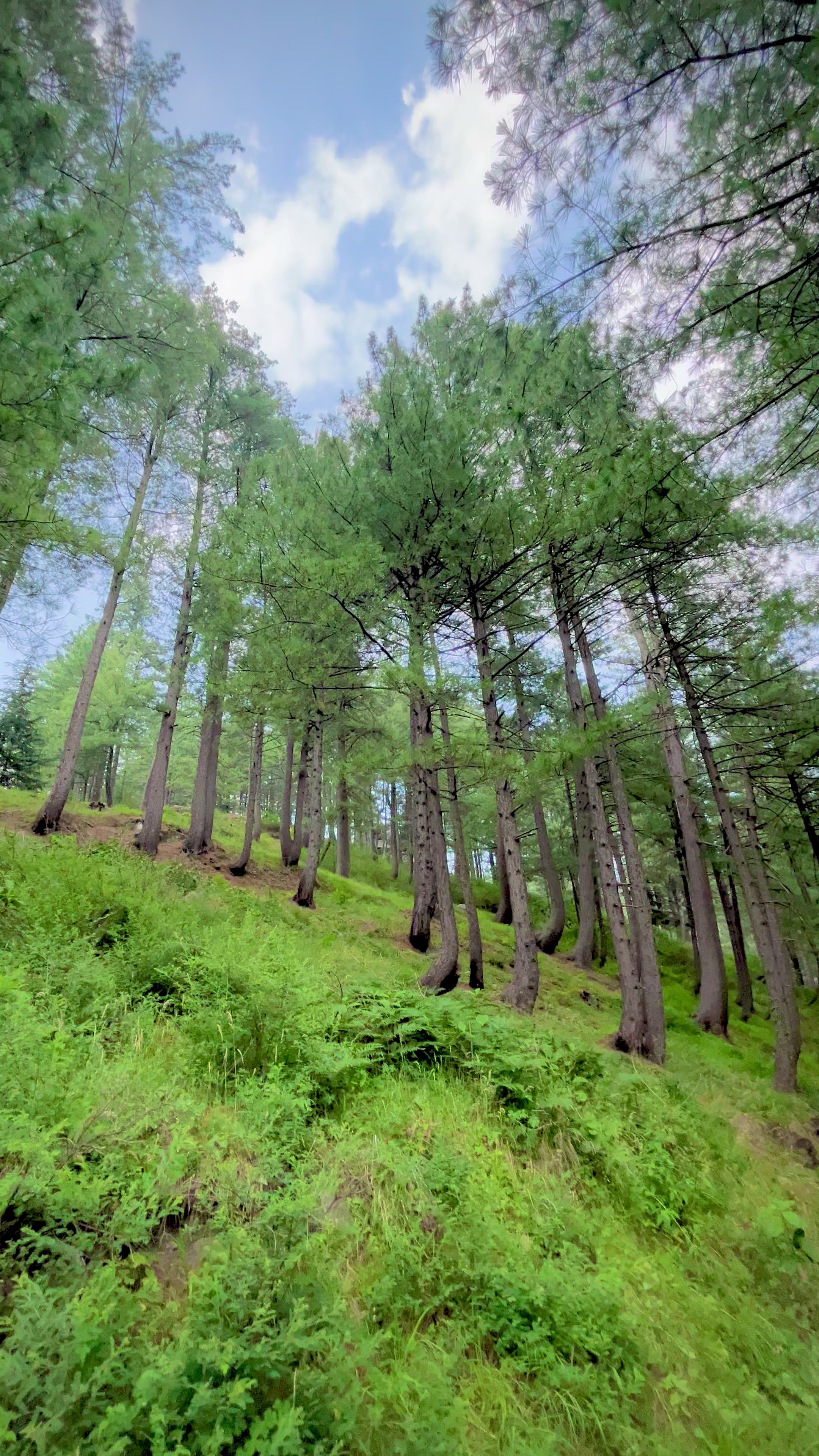 @Shogran Vibes