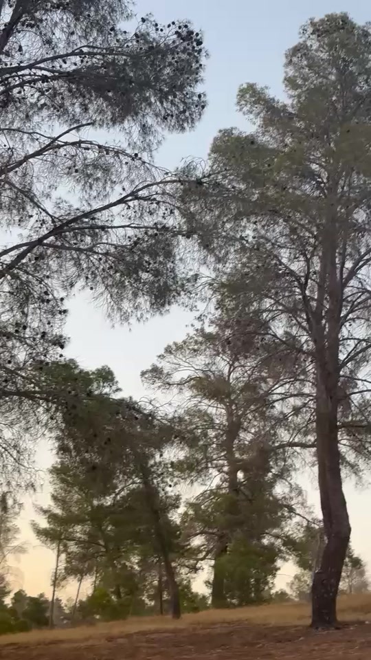 @محمد المزوغي