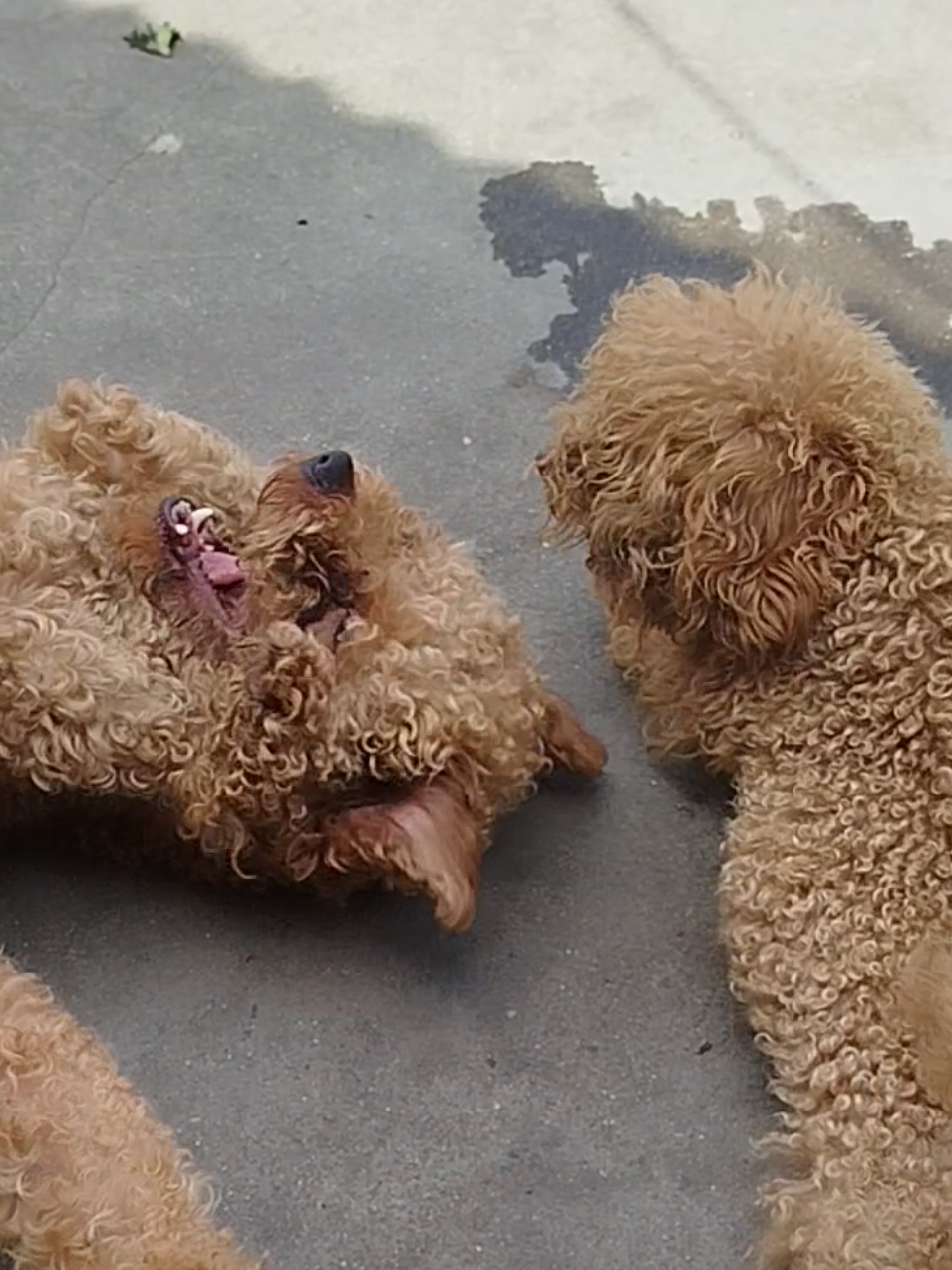 @Canine Companions Np