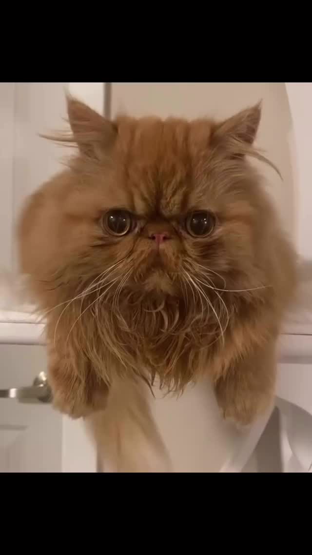 @The Refined Feline
