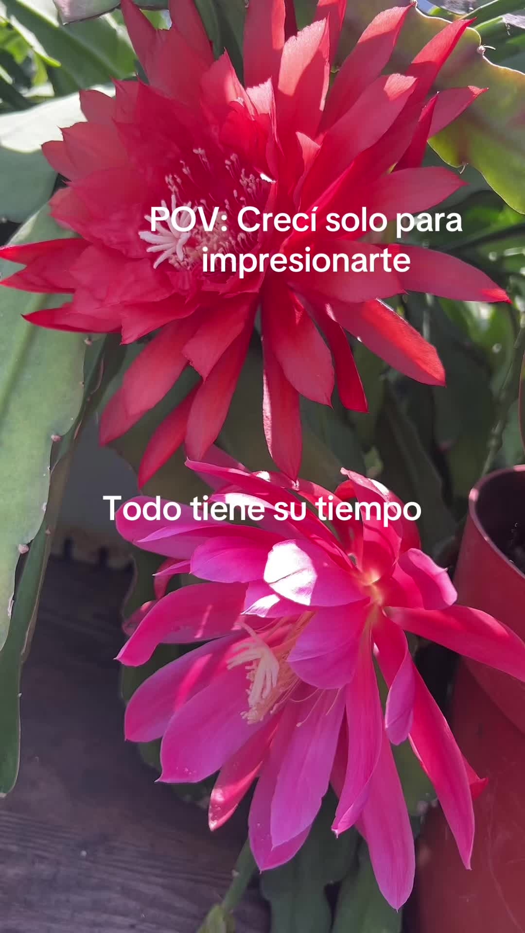 @Maria succulents 🕊️🐚