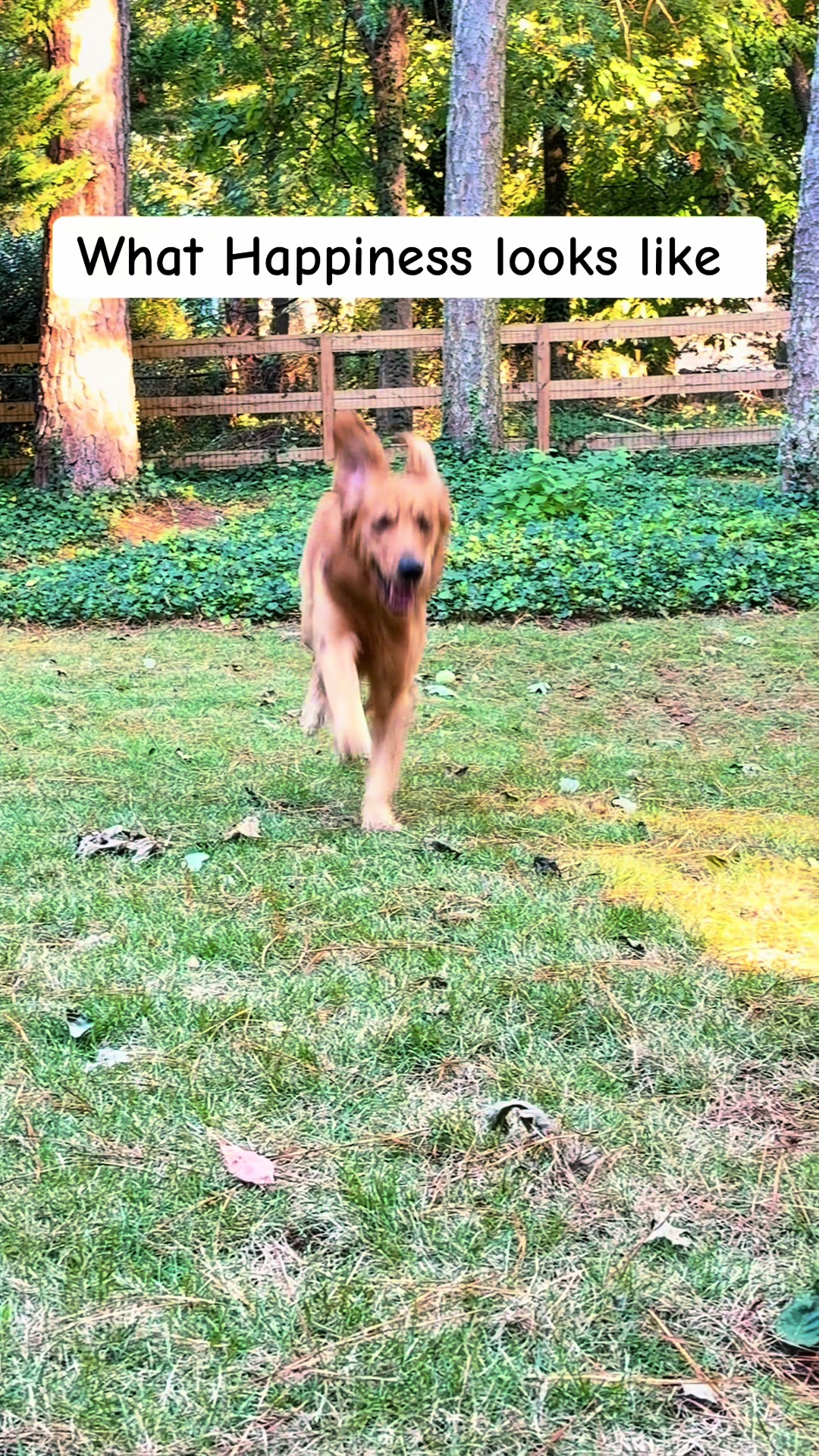 @Charlie the Golden
