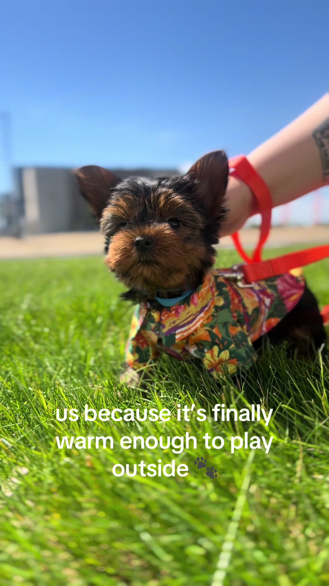 @Furry Babies