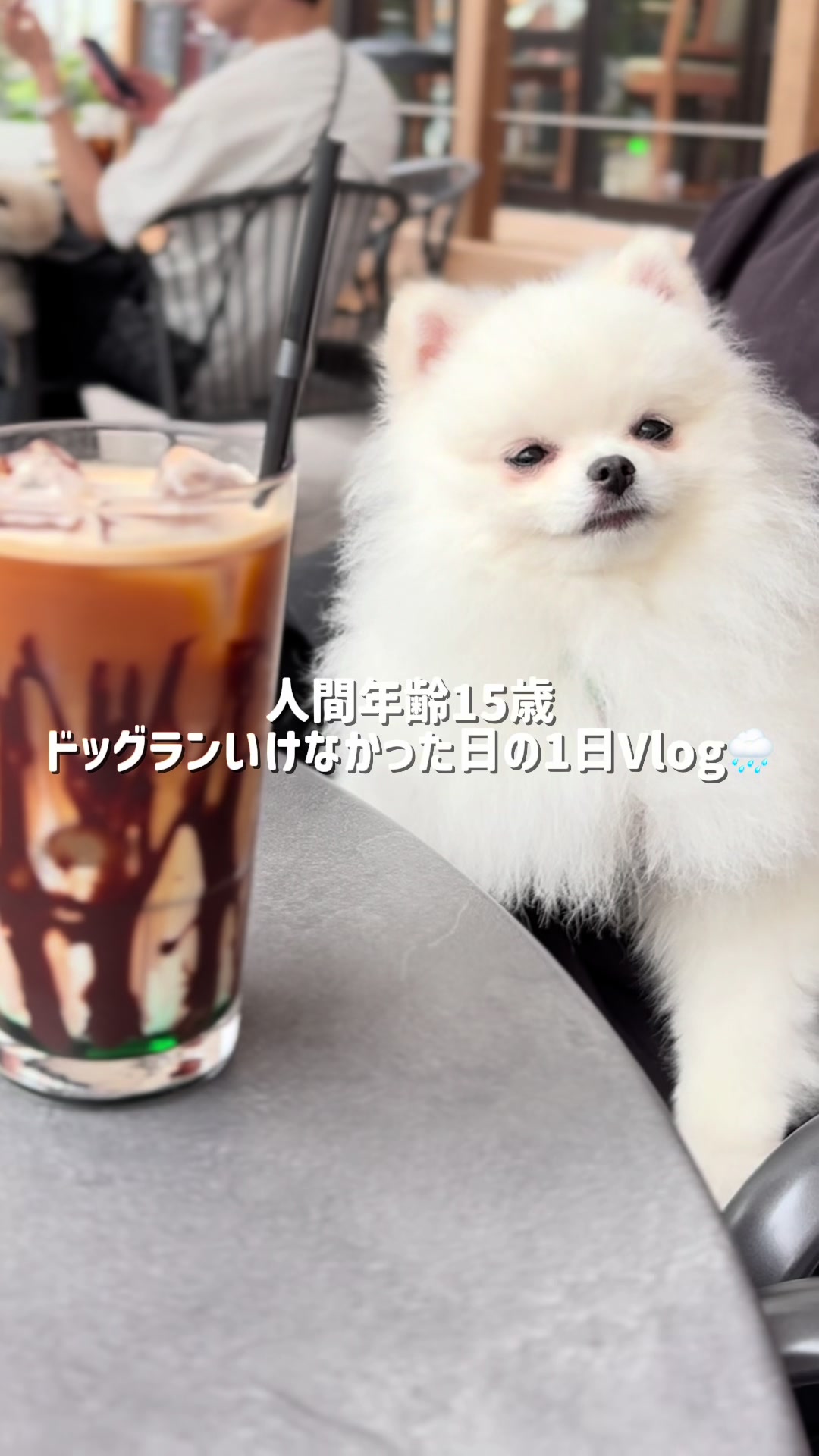 @ポメラニアンのミル🍼
