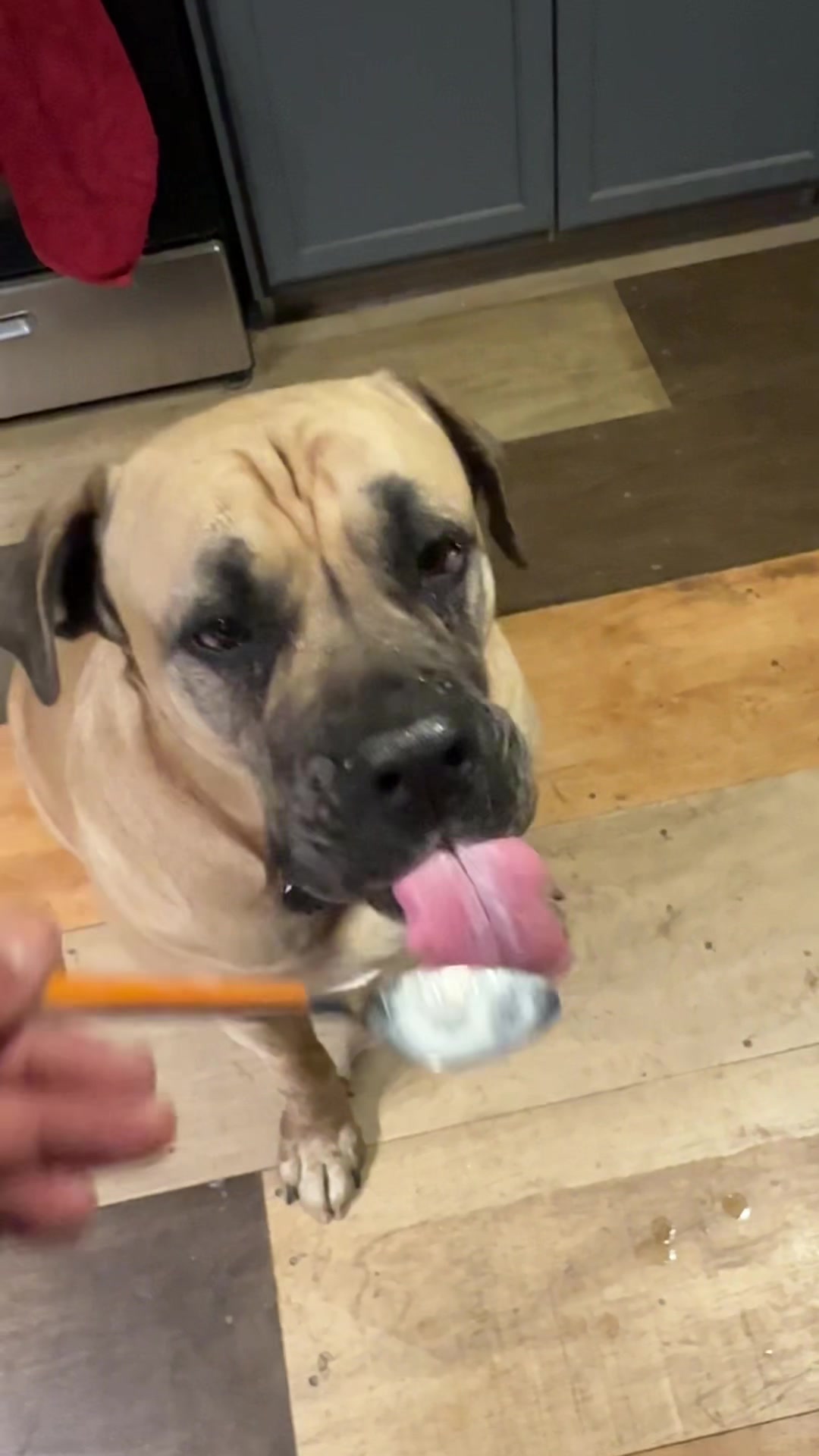 @Bigfoot Boerboels