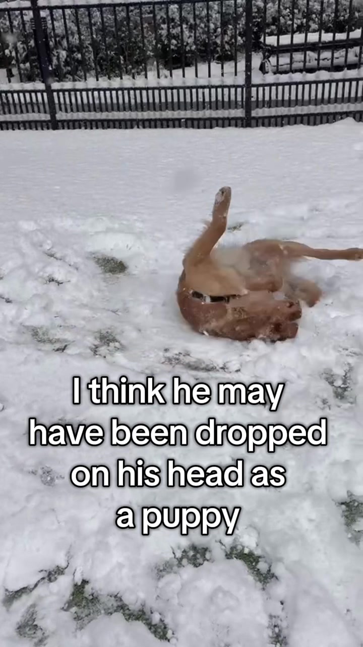 @Maverick McPaws