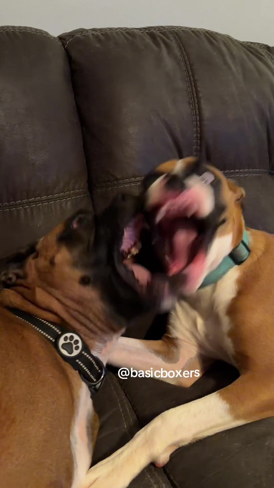 @basicboxers