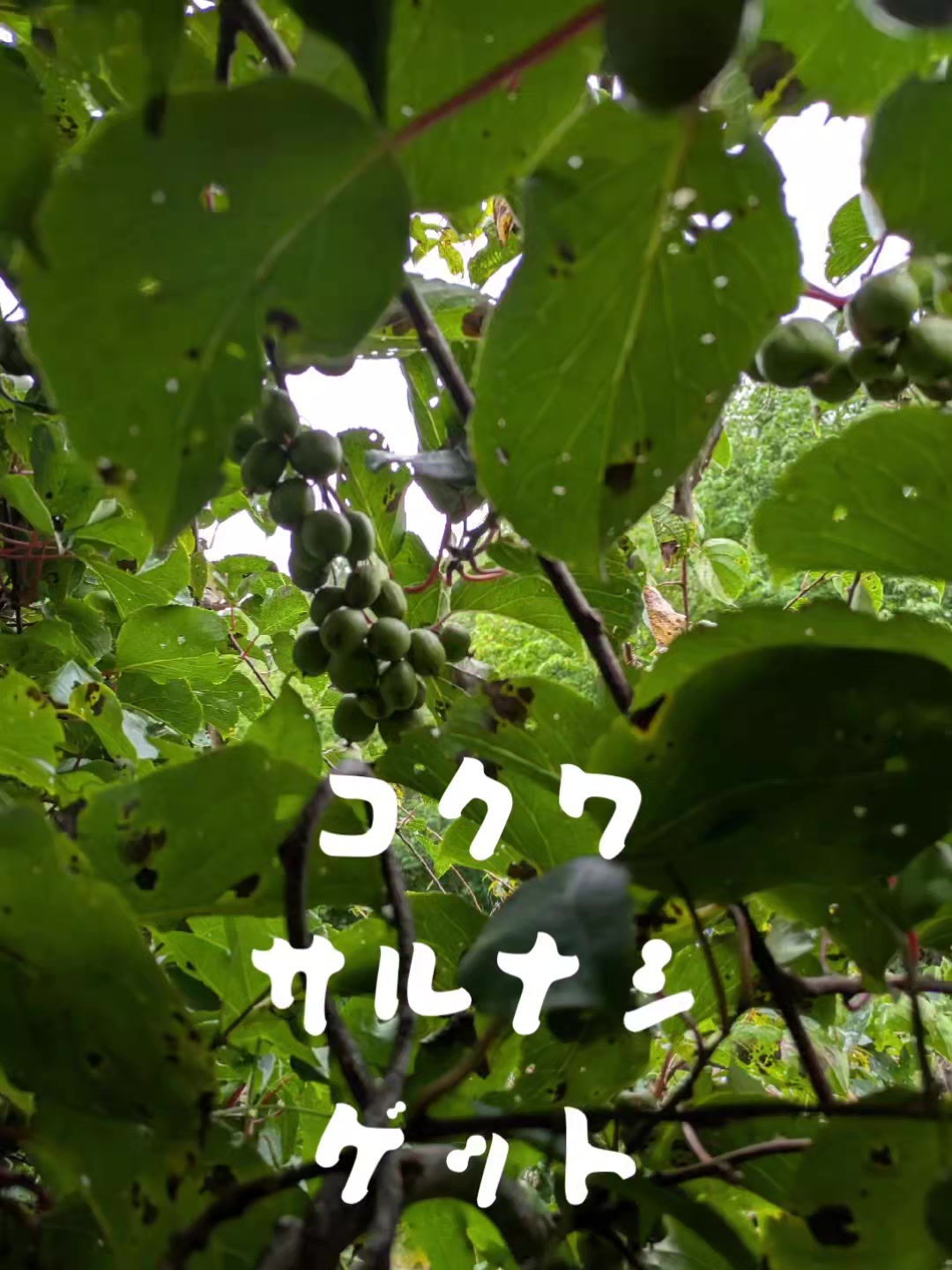 @若旦那