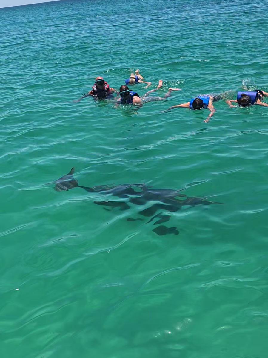 @Shell Island Dolphin Tours 🐬