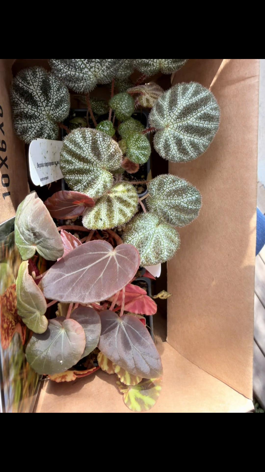 @Moon Root Magic Plant House
