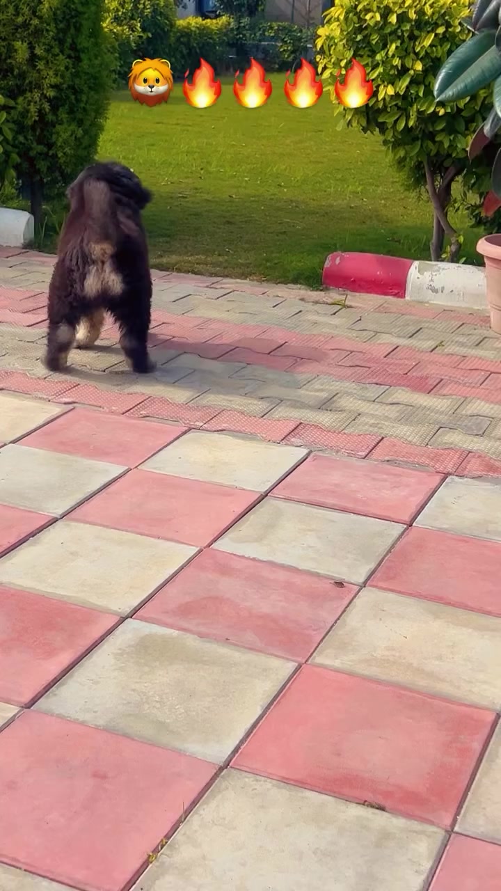 @Kashmiri_Bakrwal_Dog