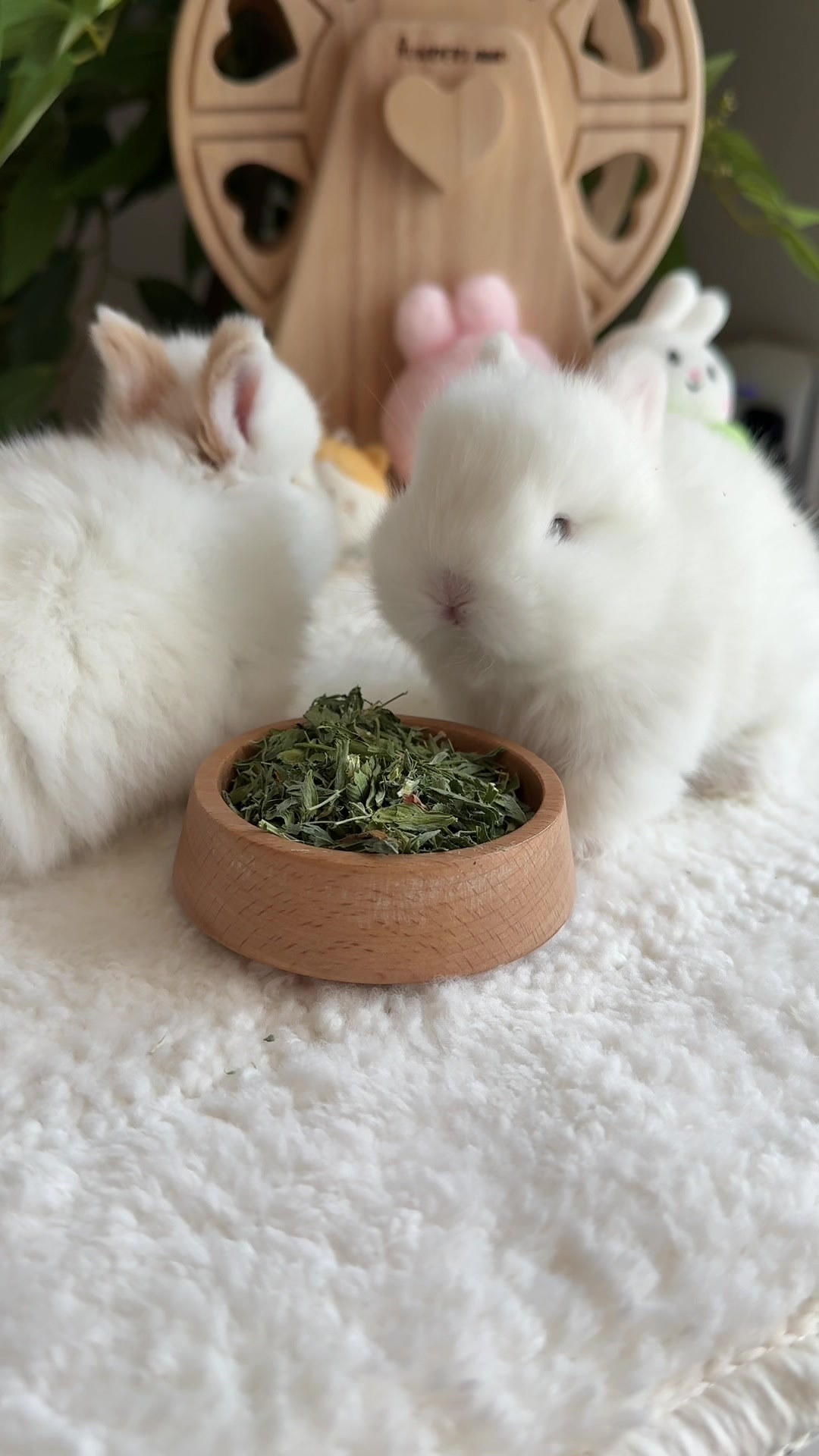 @Fluffy Bunny Orlando