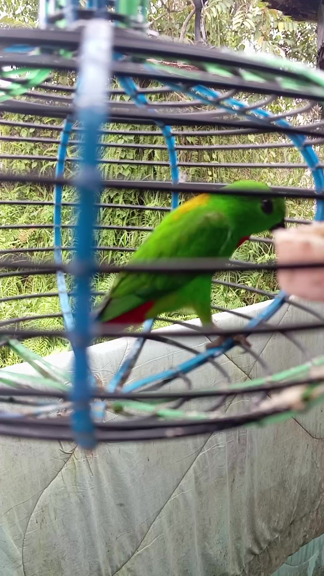 @king srindit👑🦜