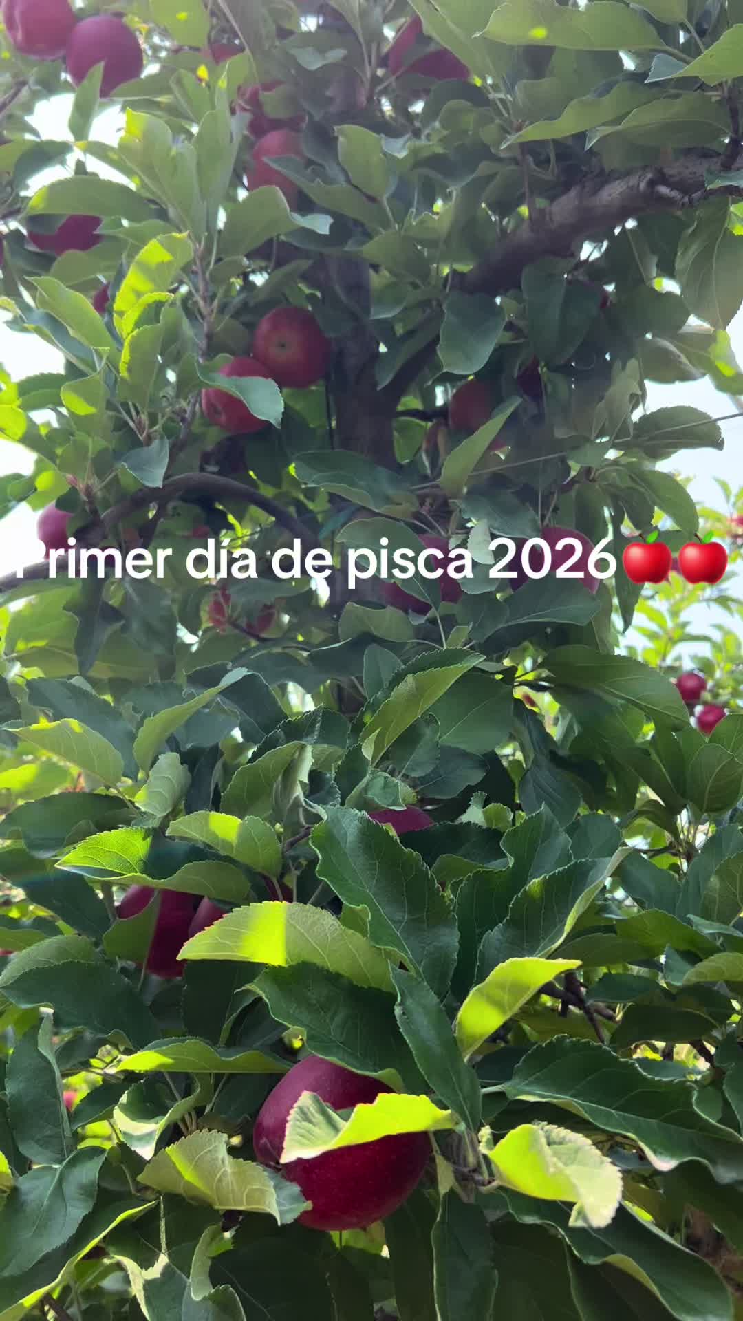 @Rosy_4507