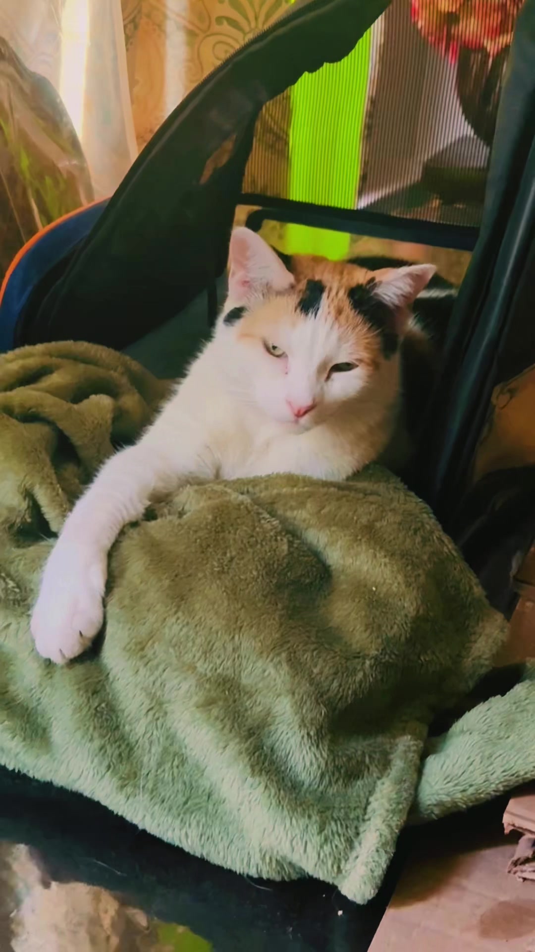 @pantherthecat_28