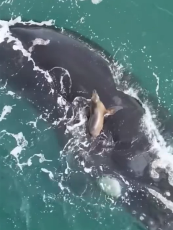 @Mundo dos Animais