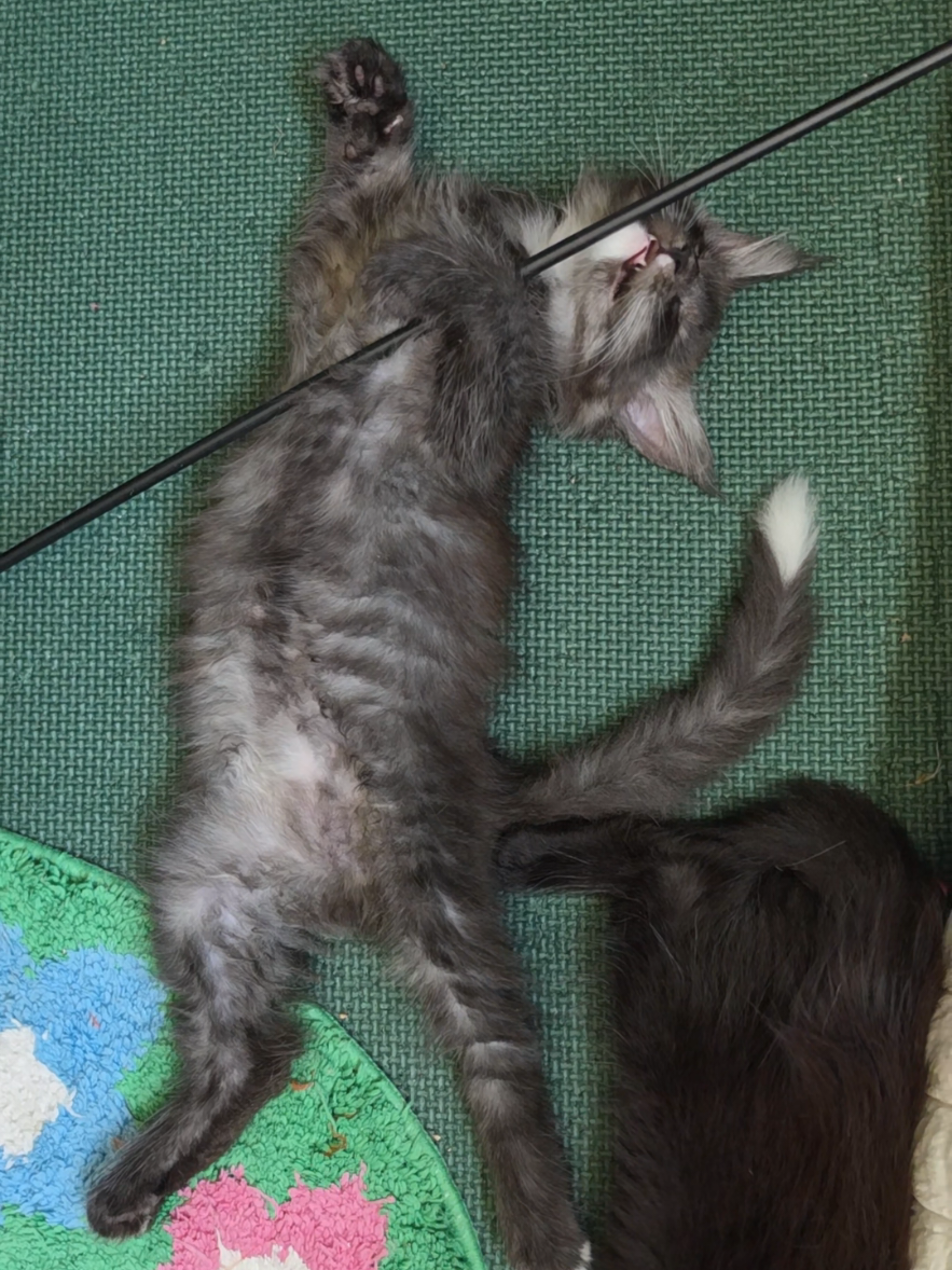 @Peaky Claws Cattery