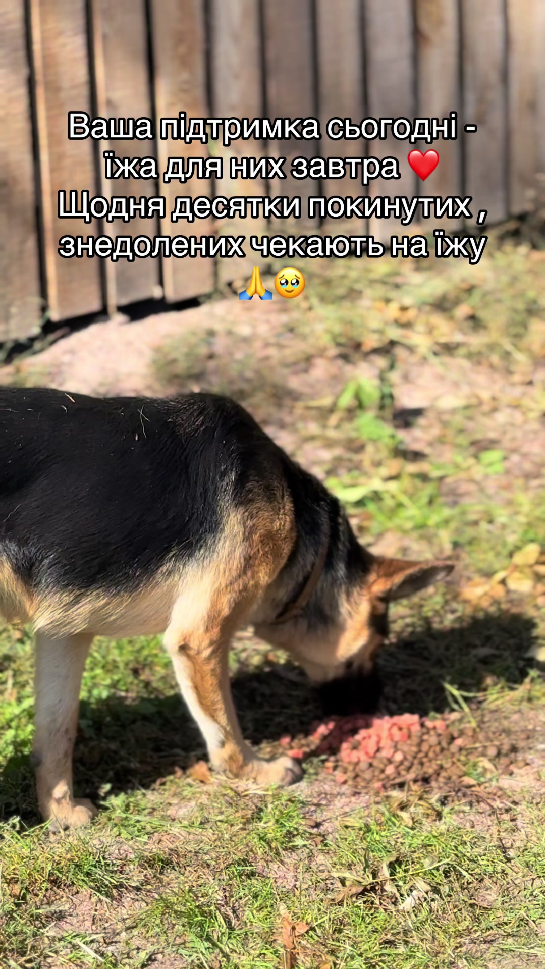 @tanya.help.animal